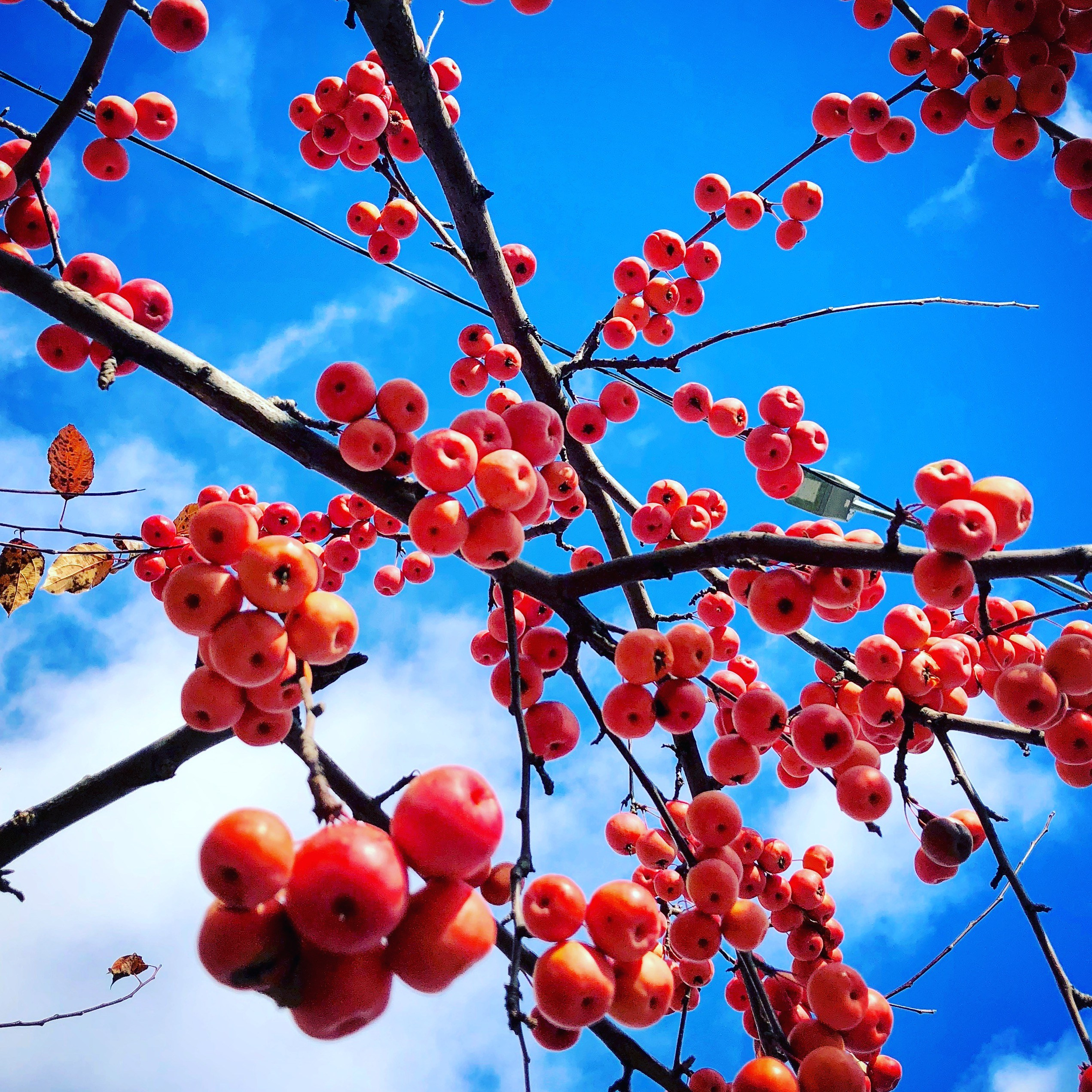 Снято на телефон. Фотография, ретушь, сканирование, восстановление старых фото, интерьерная съёмка, студия. Данилов Александр, Москва