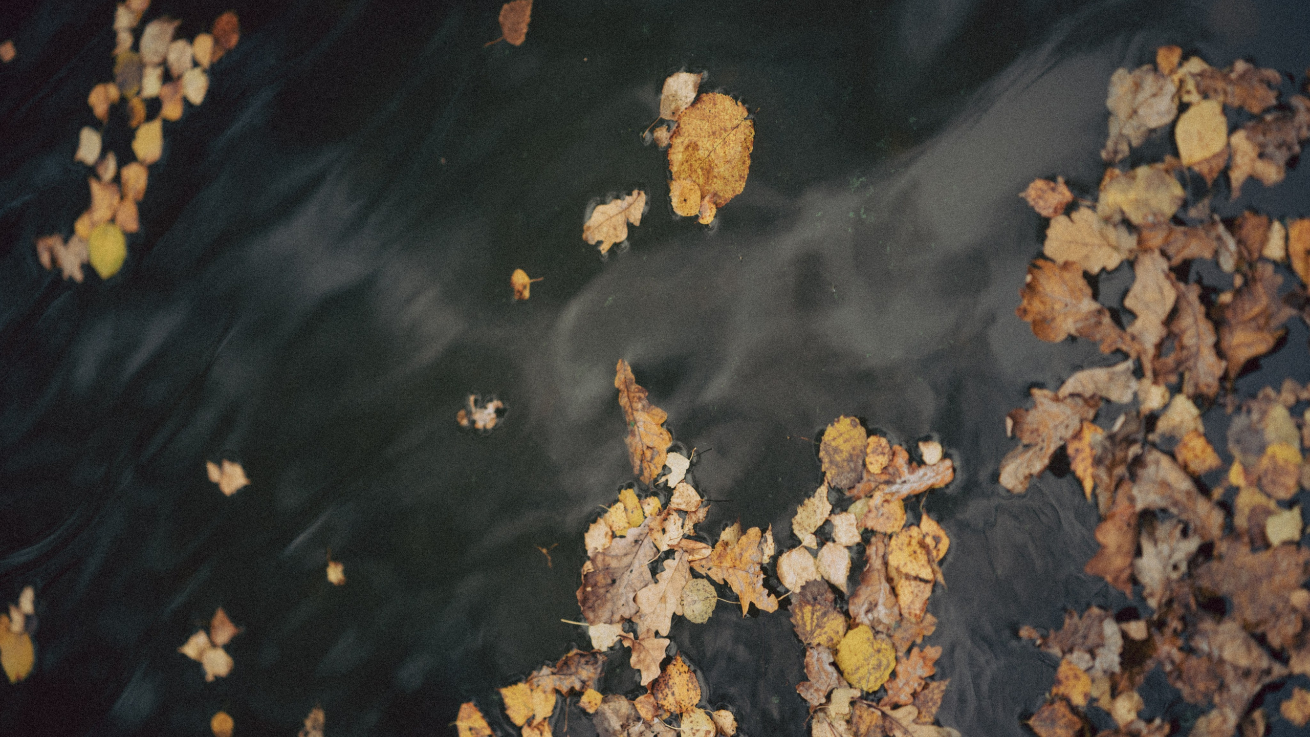 Александра. Фотограф Москва Селюкова Юлия