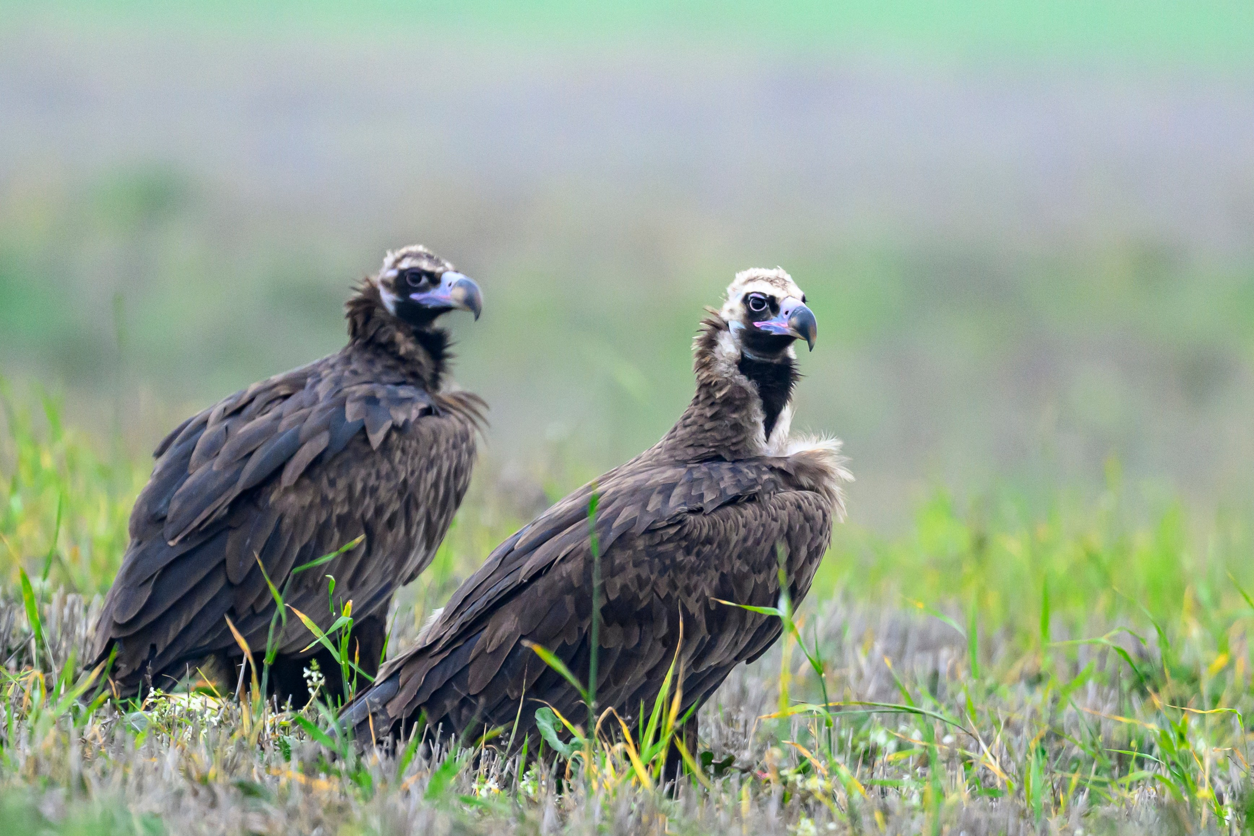 Дагестан. Ноябрь 2025. Фотограф Сергей Пупонин