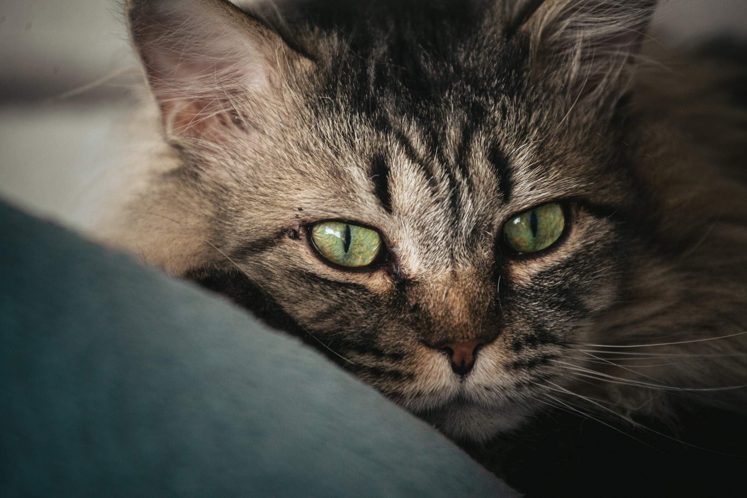 Домашняя фотосессия кота. Фотограф-анималист Татьяна Степанова