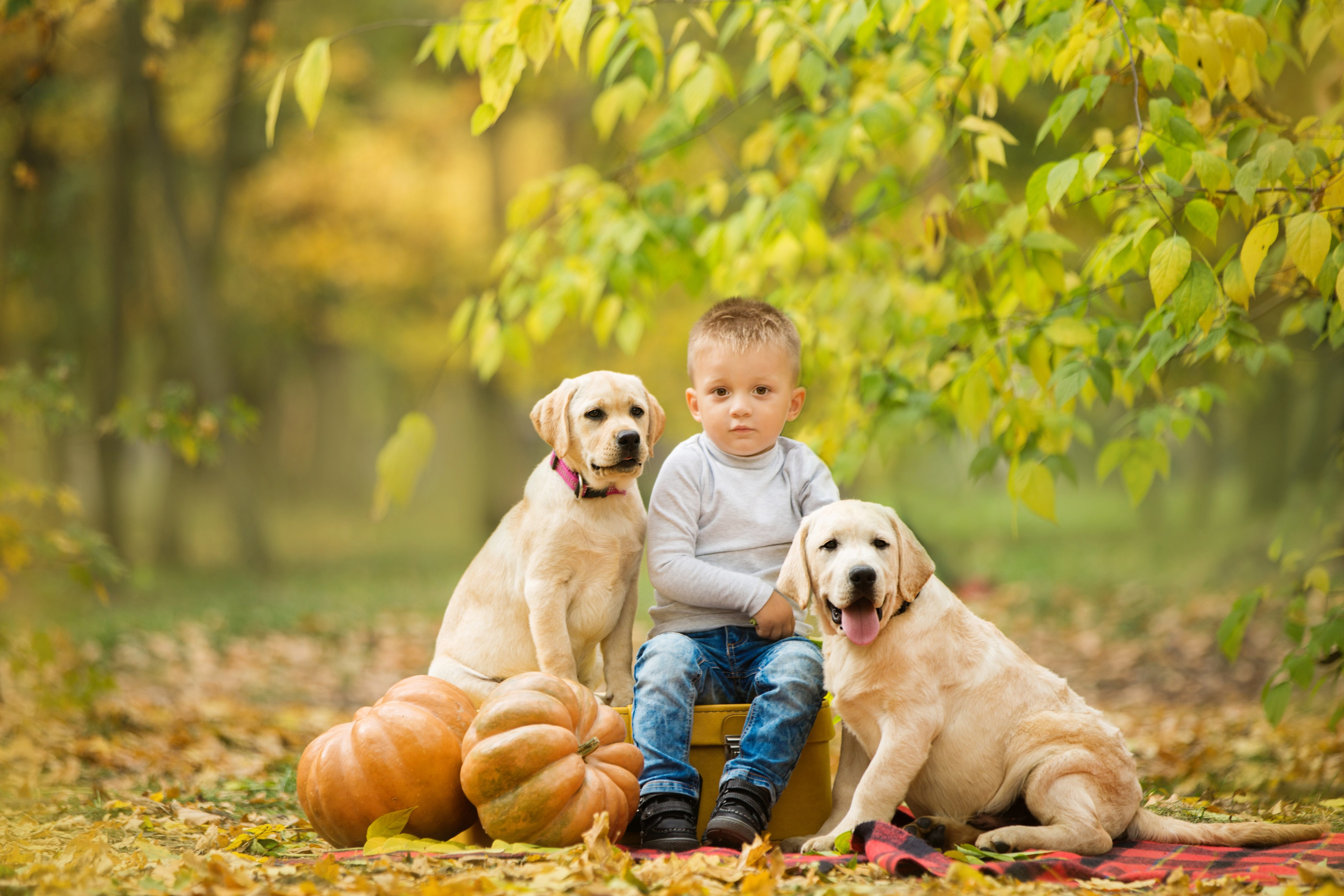 Щенки лабрадоры. Осень. Свадебный семейный и детский фотограф в Краснодаре Карина Федоровская