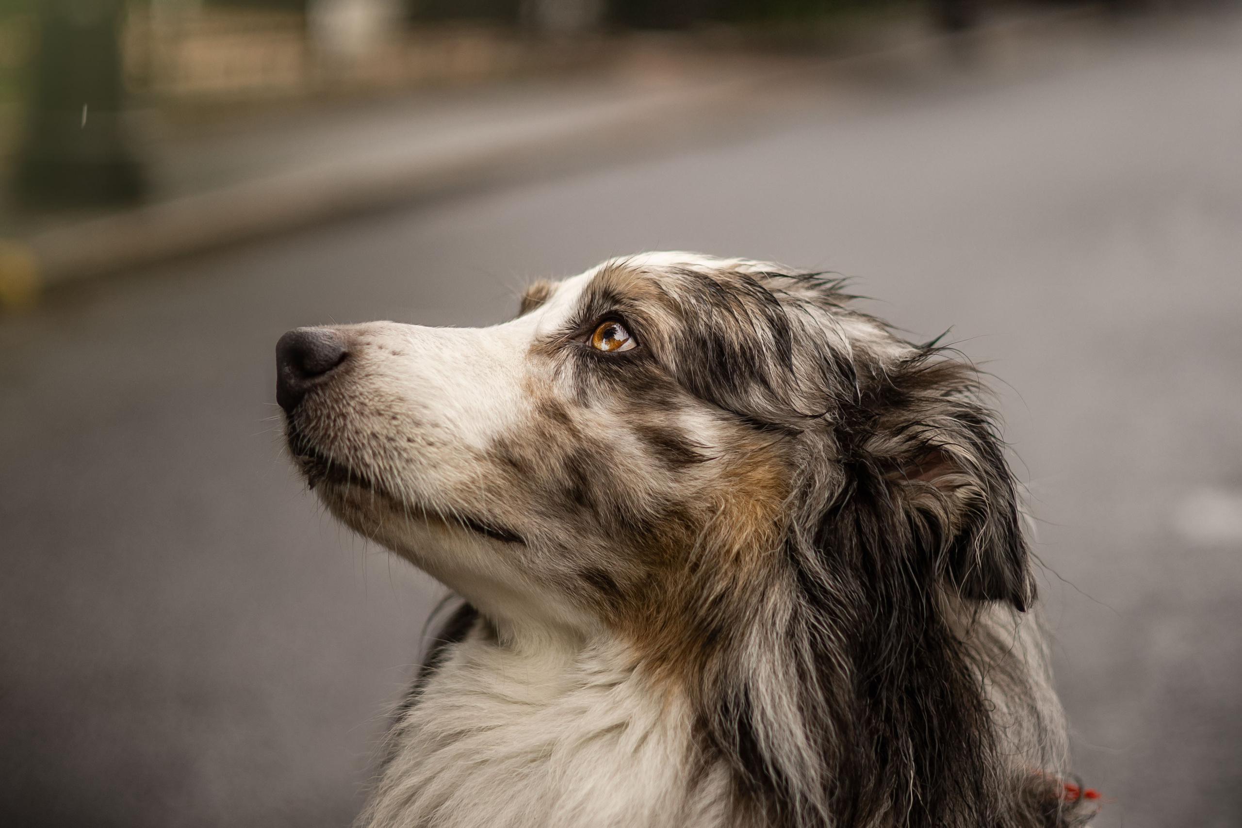 Маша и Локи. Фотограф животных Евгения Верцинская