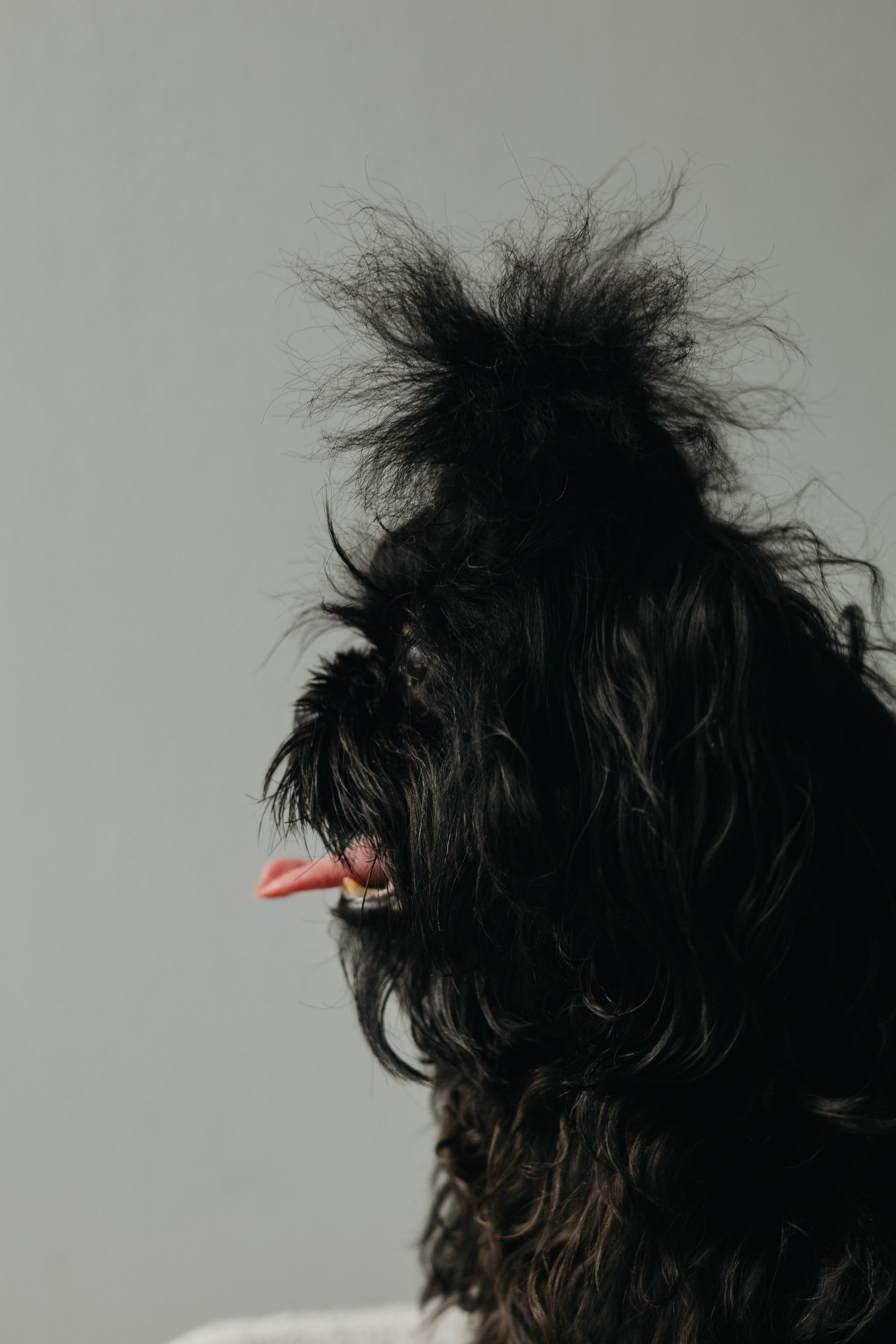 Анна и Павел, Джерри и Чиз. Фотограф животных Евгения Верцинская