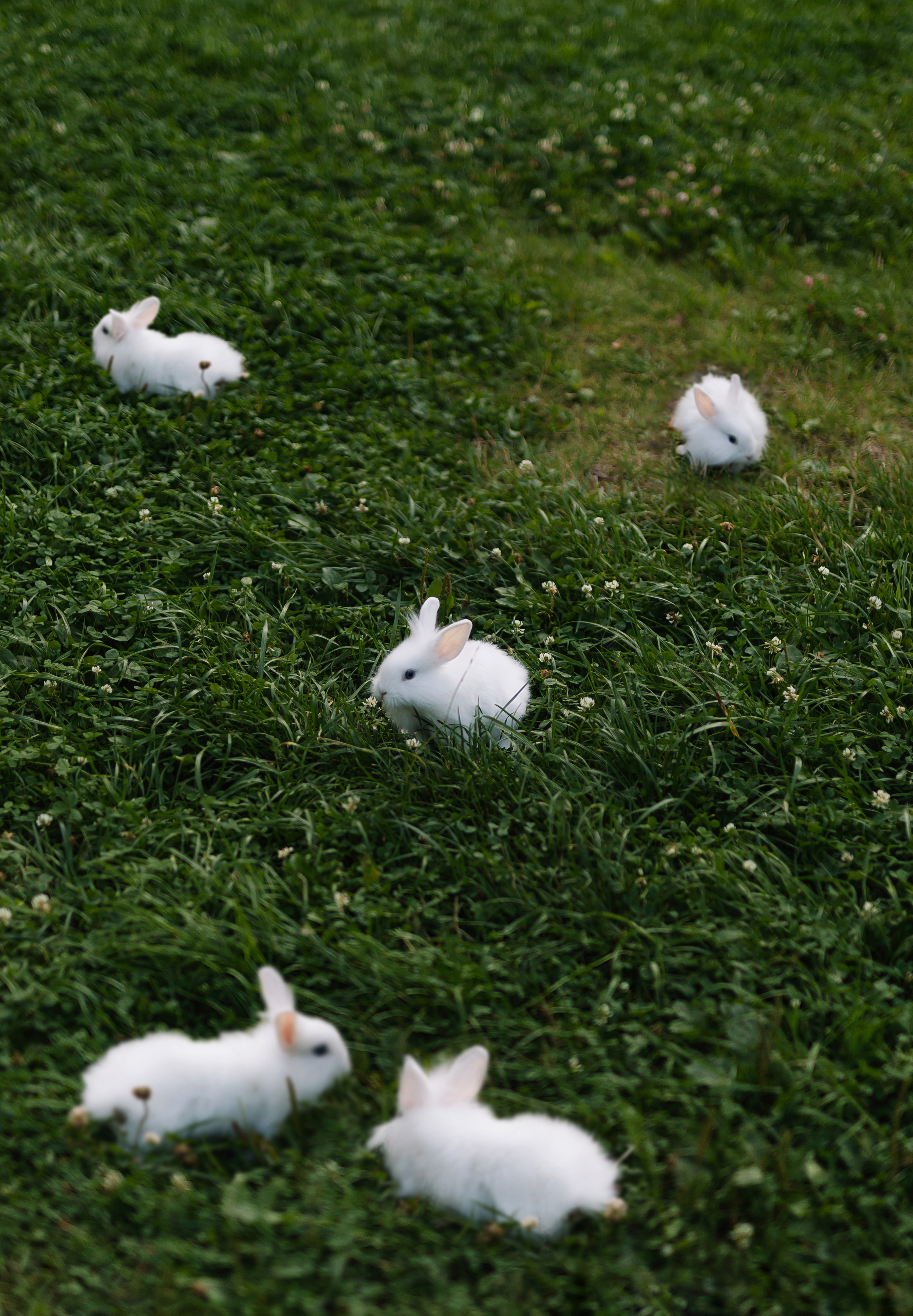 Настя в стране чудес. Фотограф Москва Мария Захарова