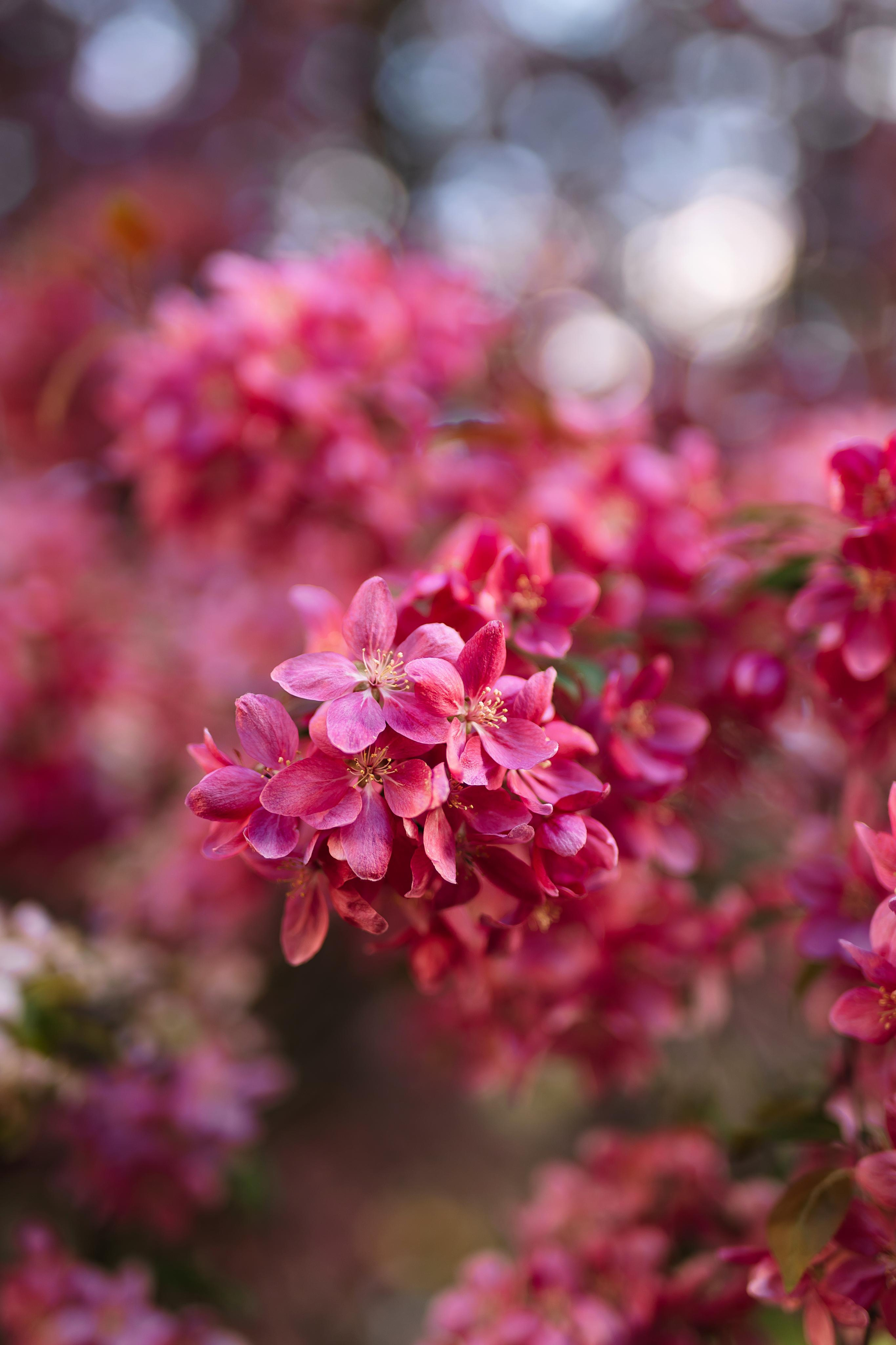 В цветении яблонь. Фотограф Москва Мария Захарова