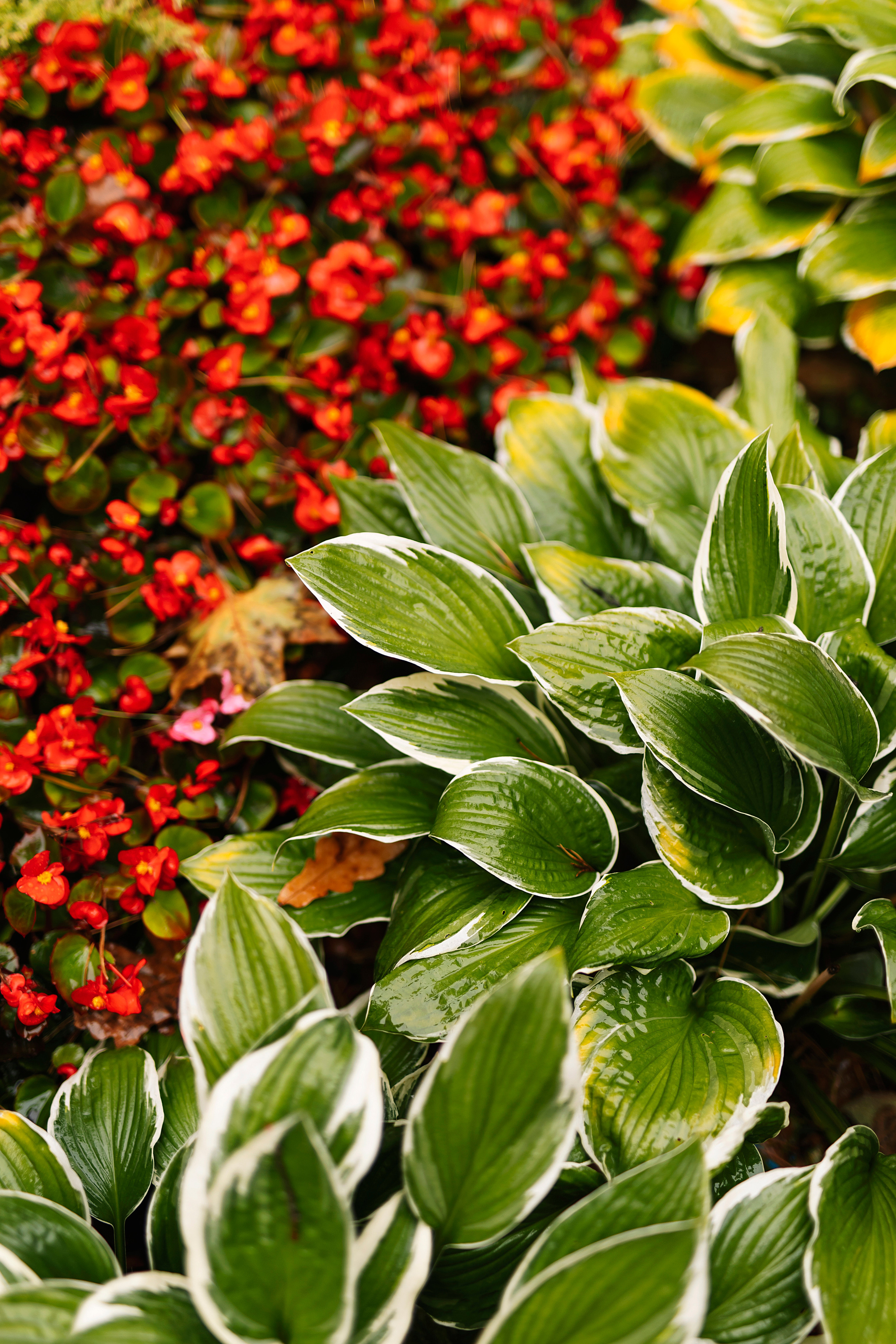 Валентин и Юлия. Фотограф Москва Мария Захарова