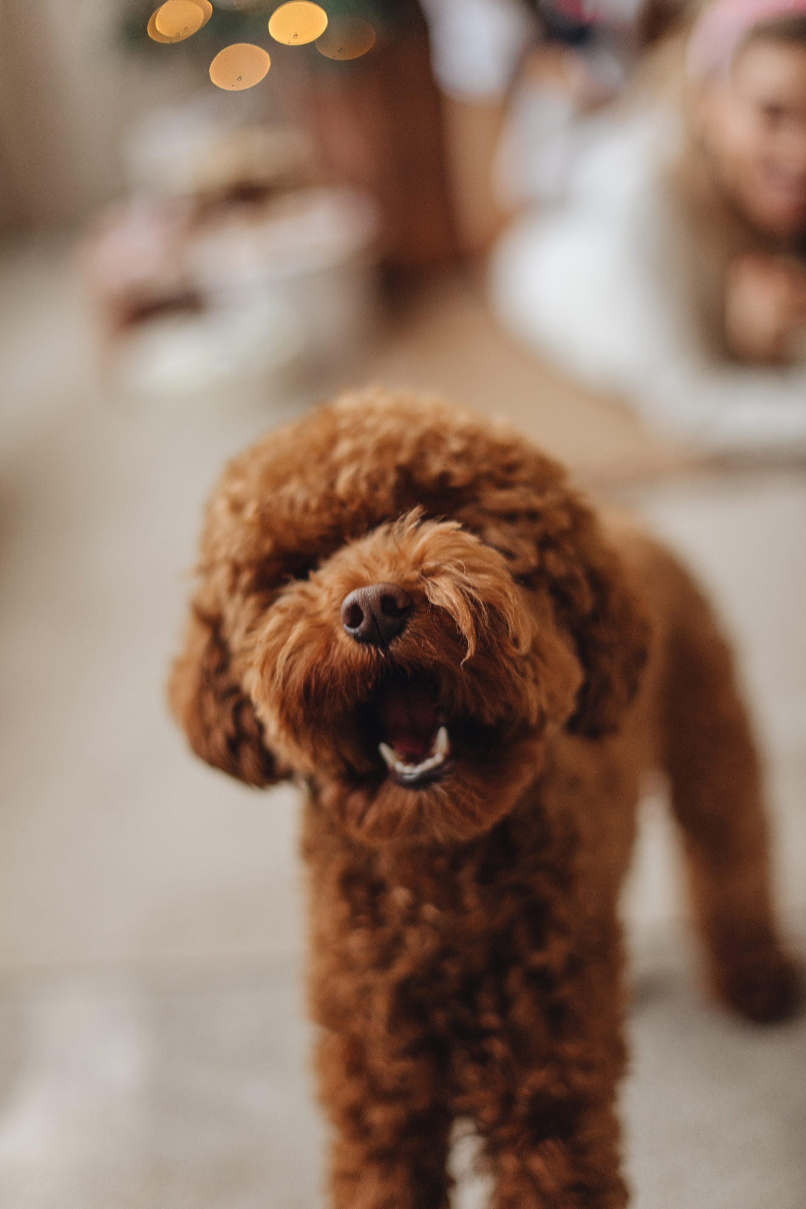 Girls… New Year. NatalieDmi — фотосессия беременности, семейный фотограф, портрет