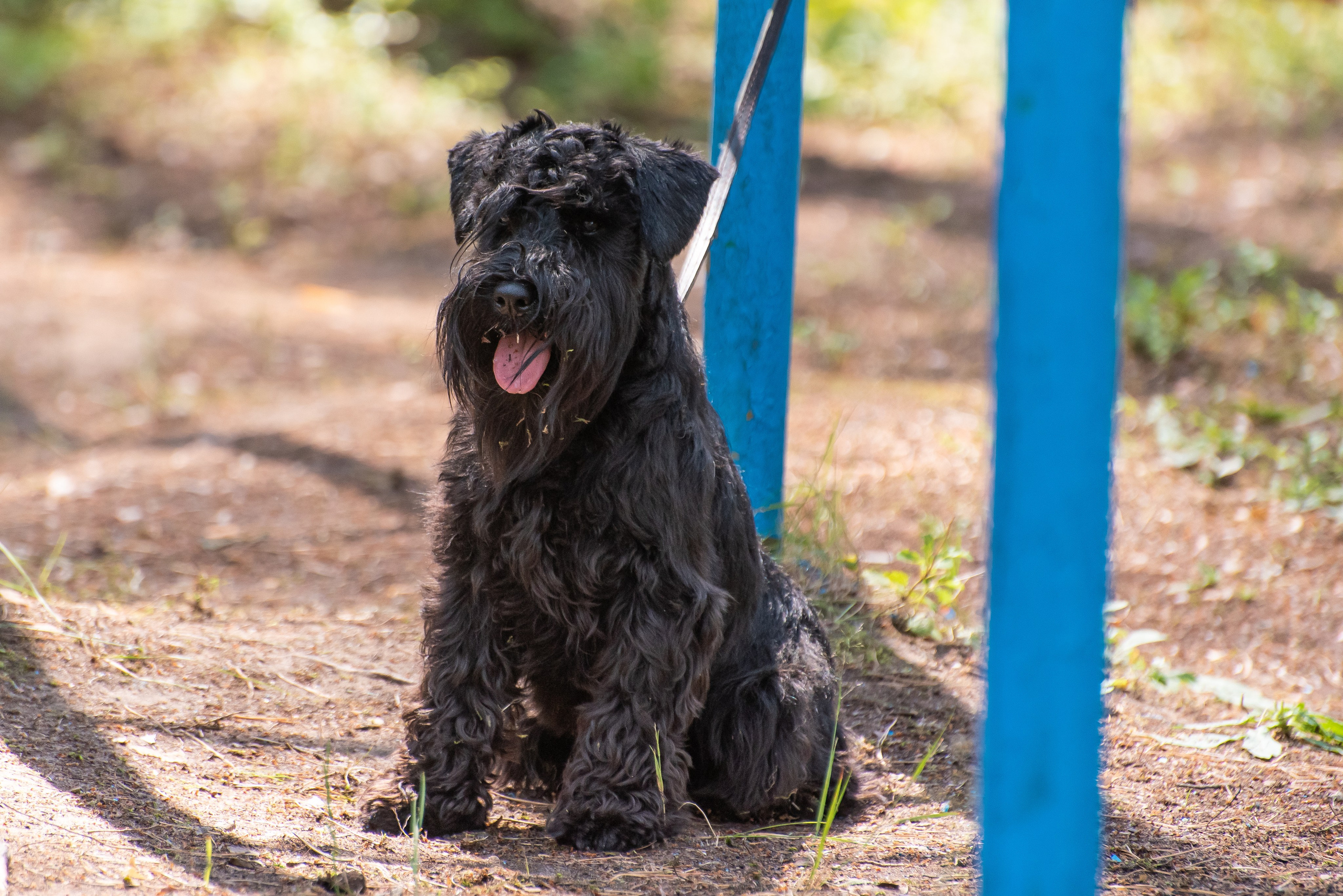 Хвостатые каникулы Детский кинологический лагерь. Фотограф Макс Огурцов в Нижнем Новгороде