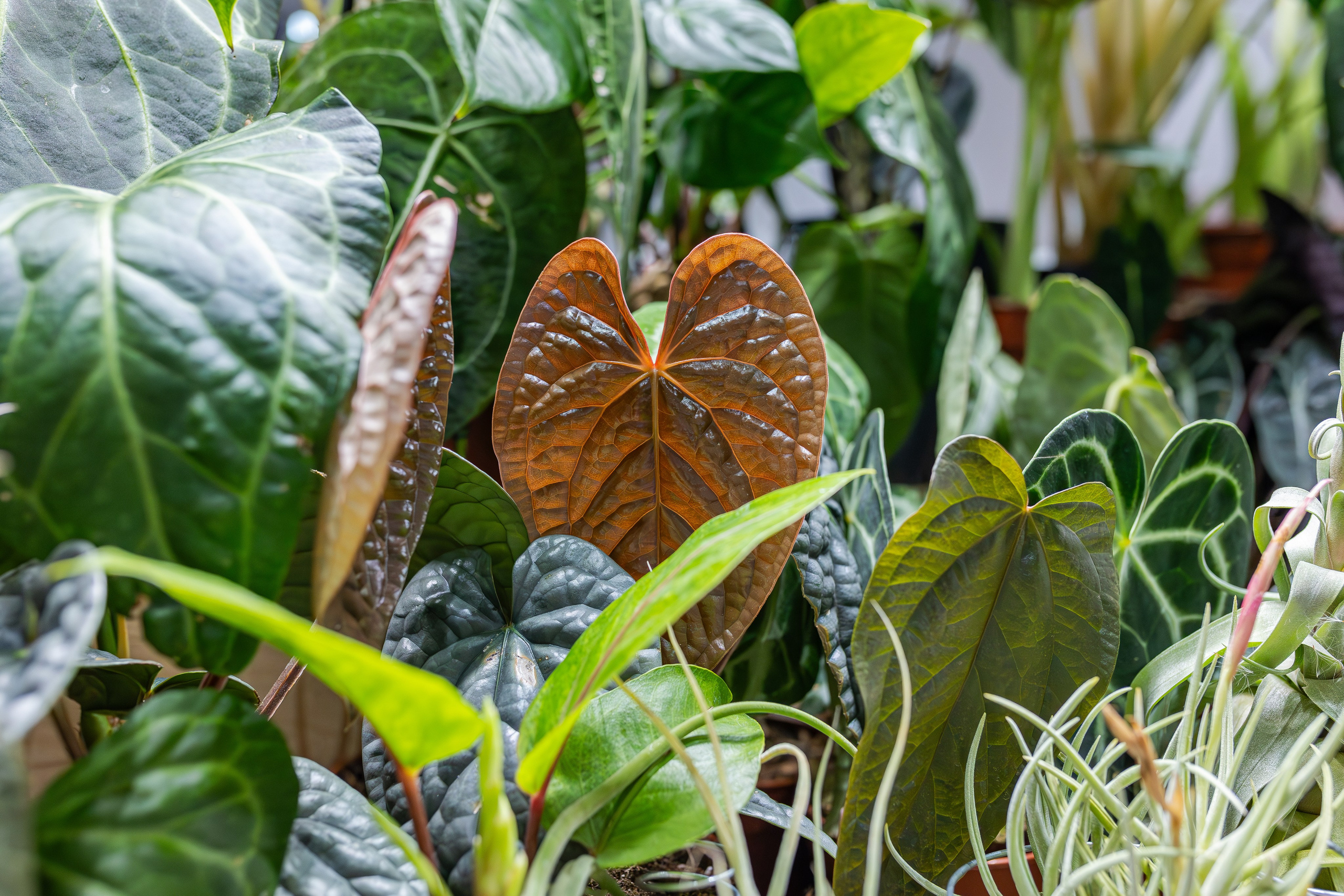 Монстериум апрель 2026. Александра Куликова фотограф, Москва
