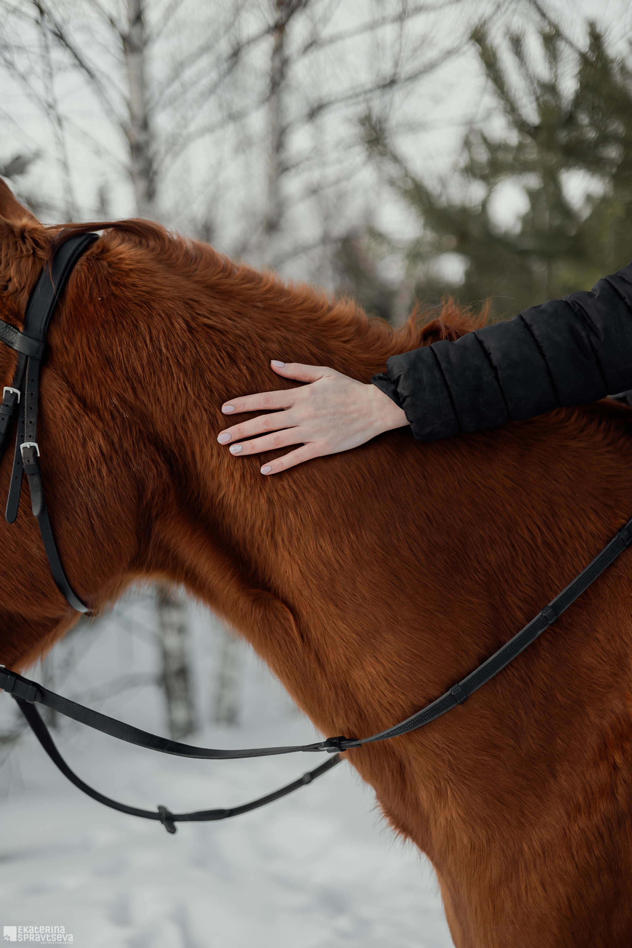 Среди грив и копыт. Фотограф Анималист Екатерина Справцева в Нижнем Новгороде