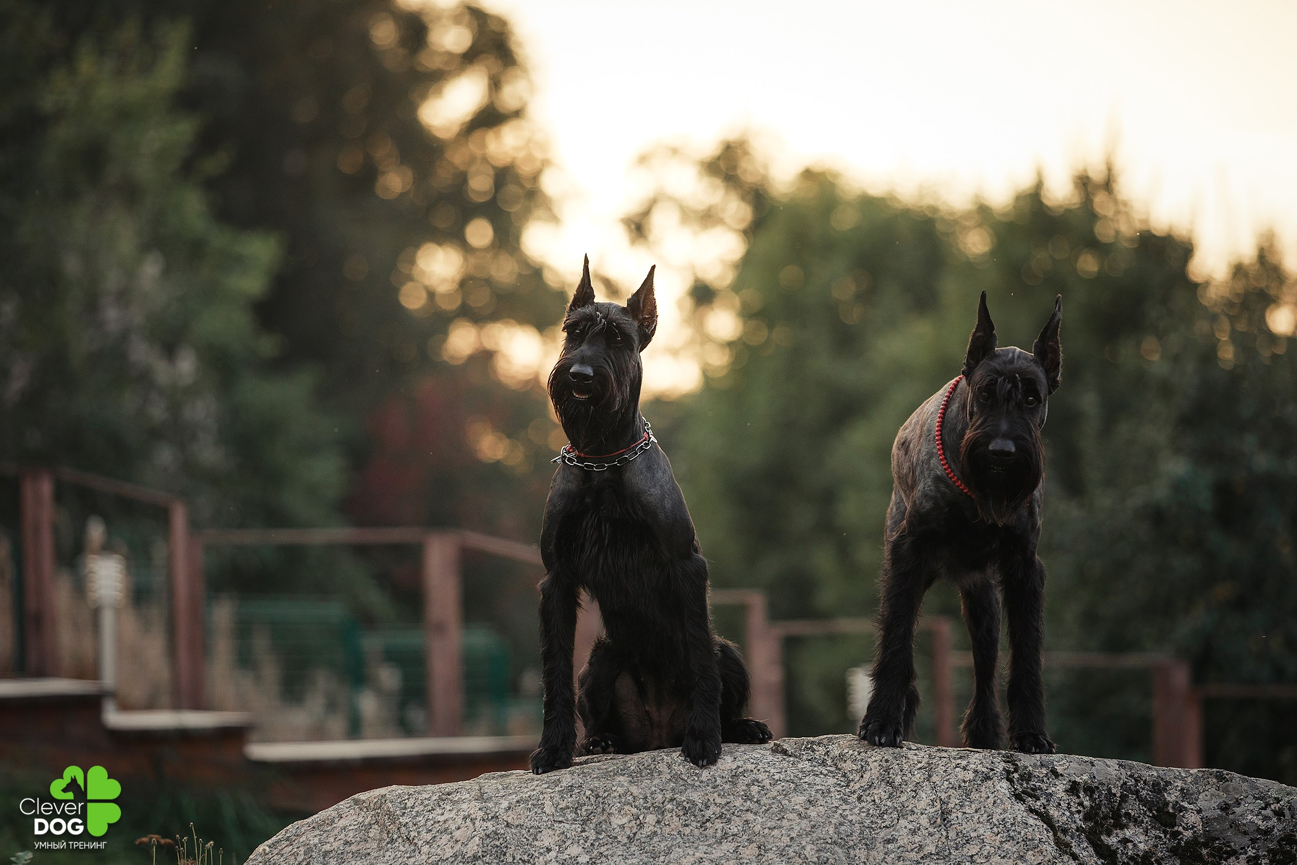 Кинологический лагерь CleverDog, 2024. Фотограф-анималист Mary Mart — Москва, Питер