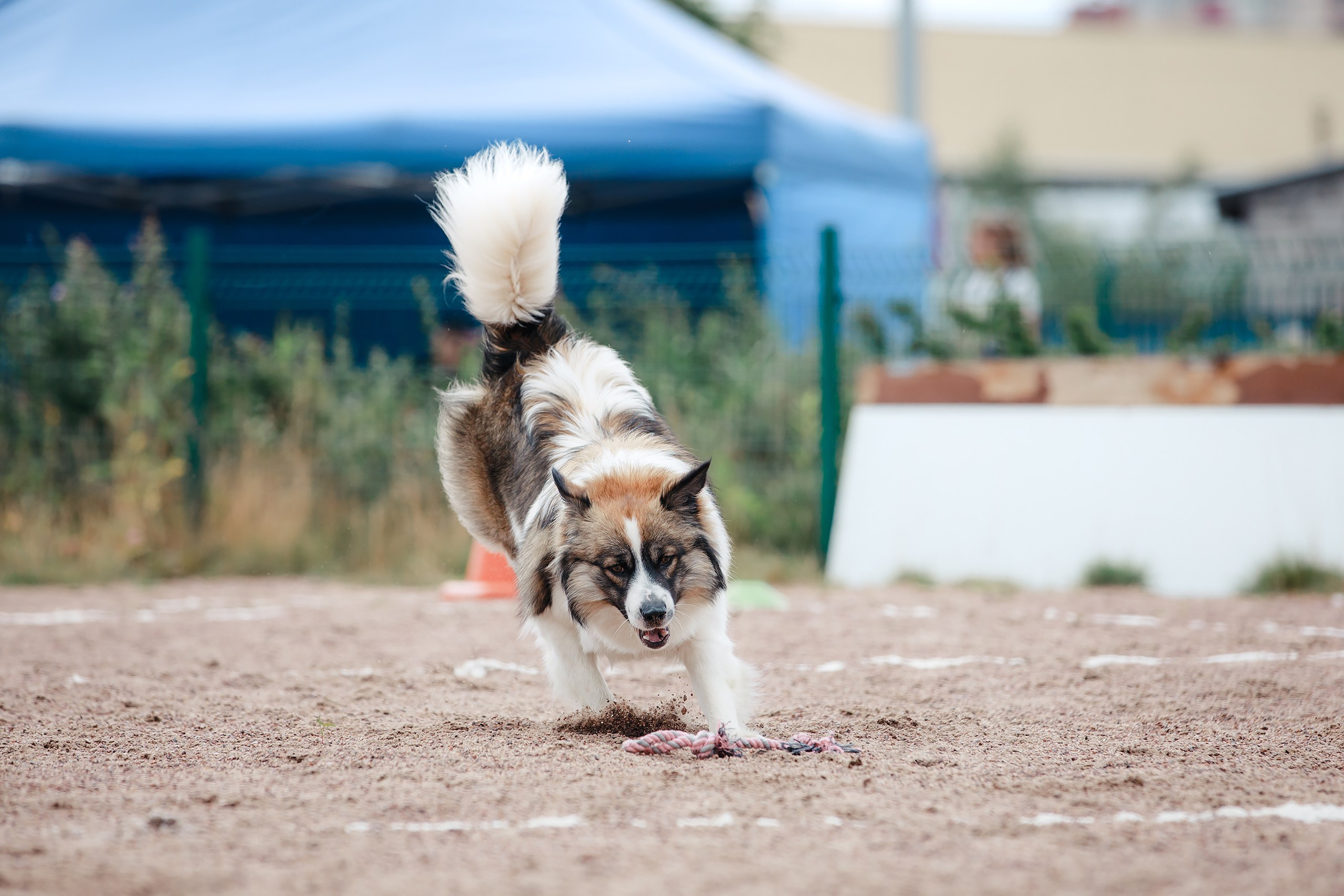 Питч&Гоу + веселые старты. Фотограф-анималист Mary Mart — Москва, Питер