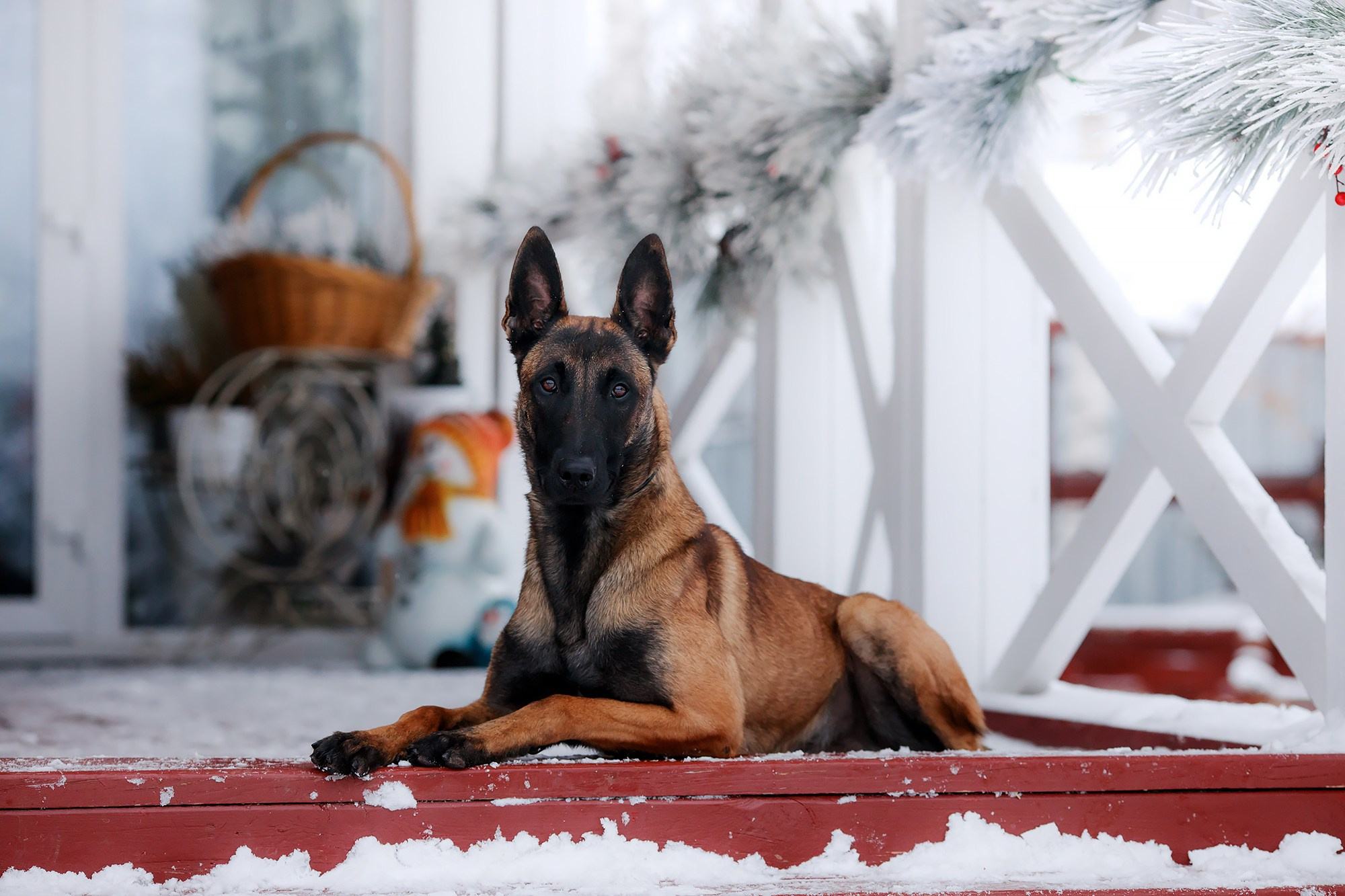 Зимние портреты. Фотограф-анималист Mary Mart — Москва, Питер