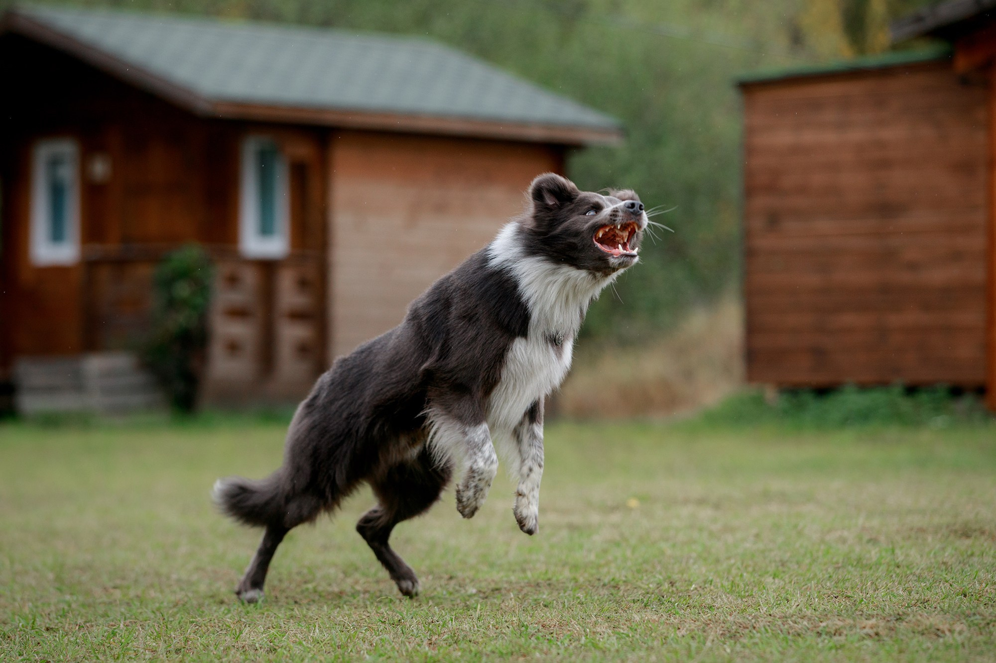 Лагерь по ОБД с Инной Баженовой. Фотограф-анималист Mary Mart — Москва, Питер