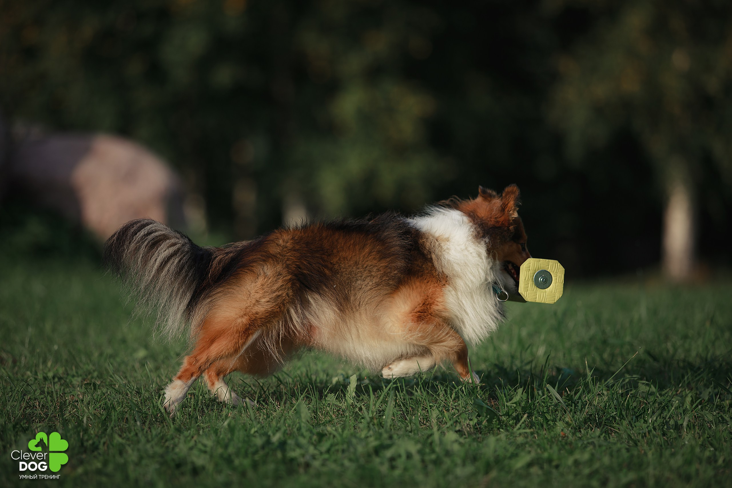 Кинологический лагерь CleverDog, 2024. Фотограф-анималист Mary Mart — Москва, Питер