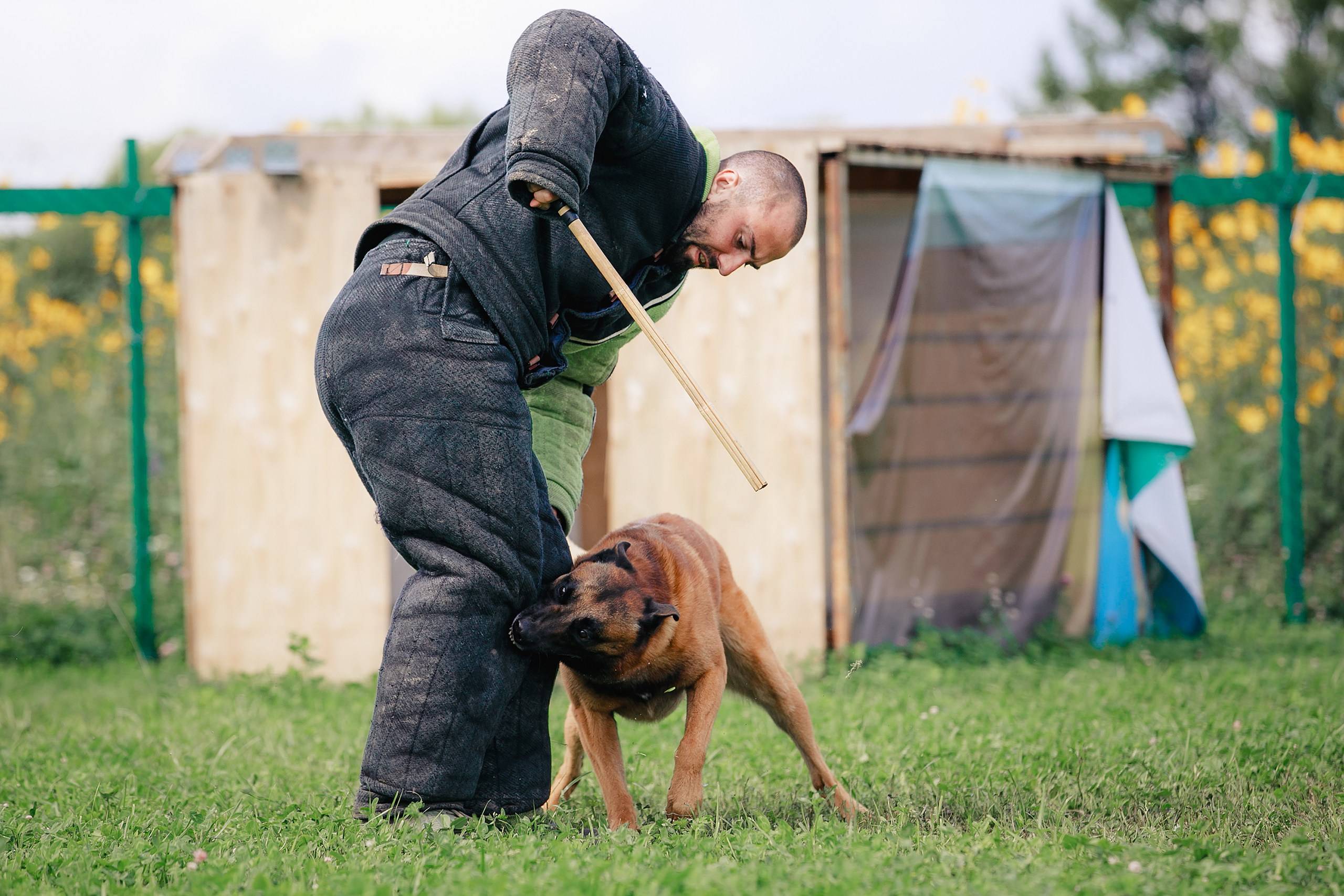 Мондьоринг М1, М2, М3, Вологда. Фотограф-анималист Mary Mart — Москва, Питер