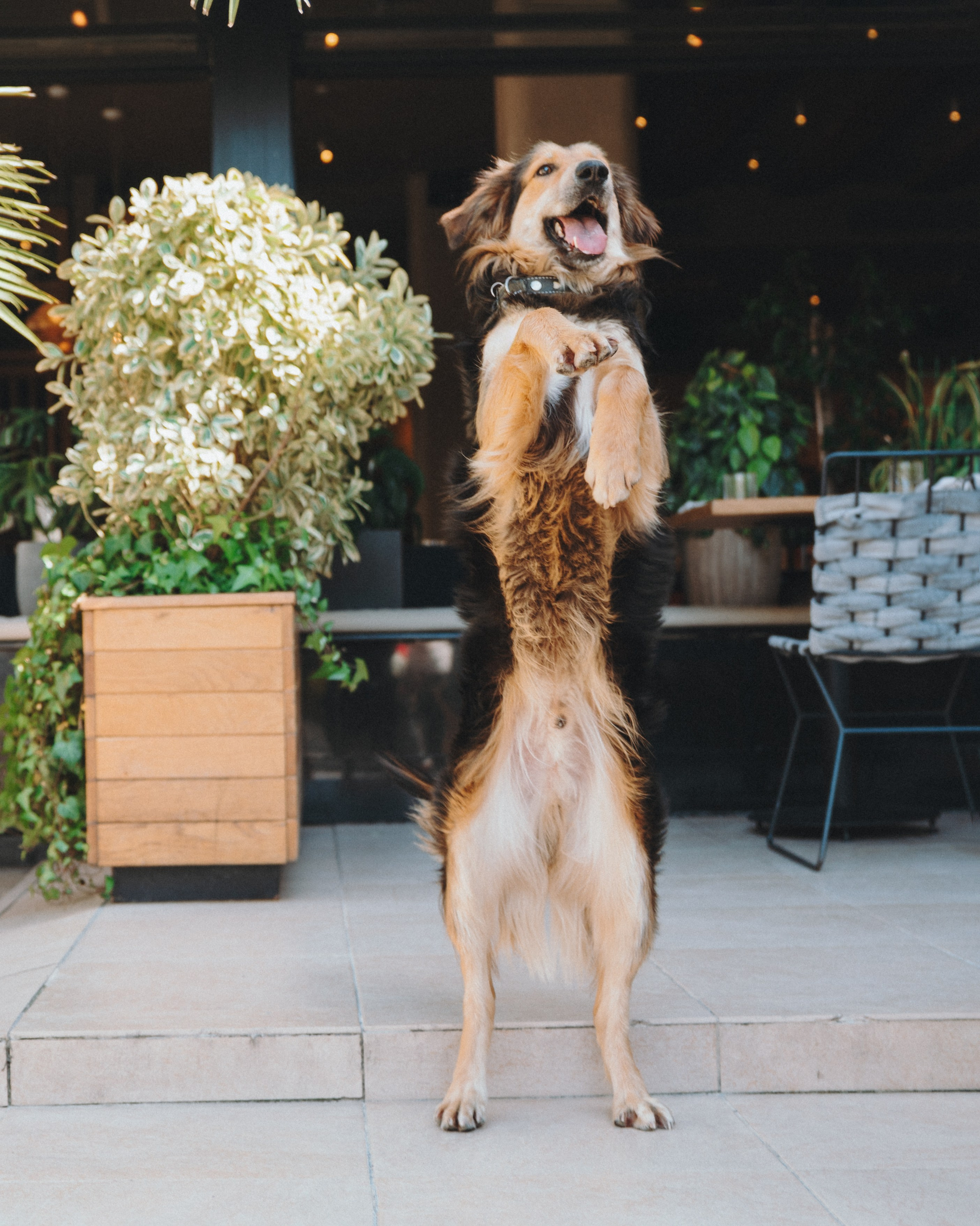 Животные. Фотограф Сочи-Краснодар