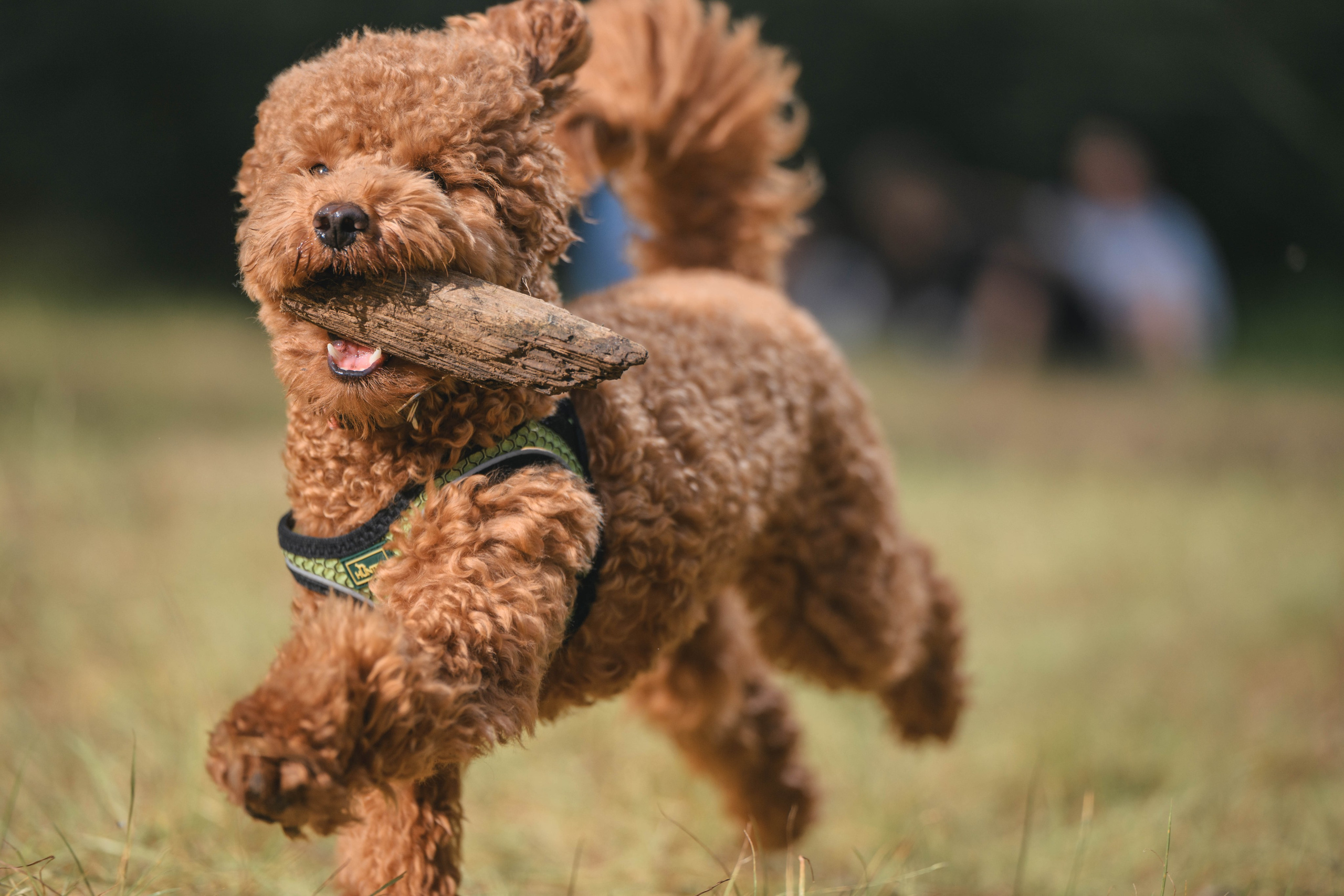 Пудель. Фотограф Анималист в Москве Анастасия Жучкова