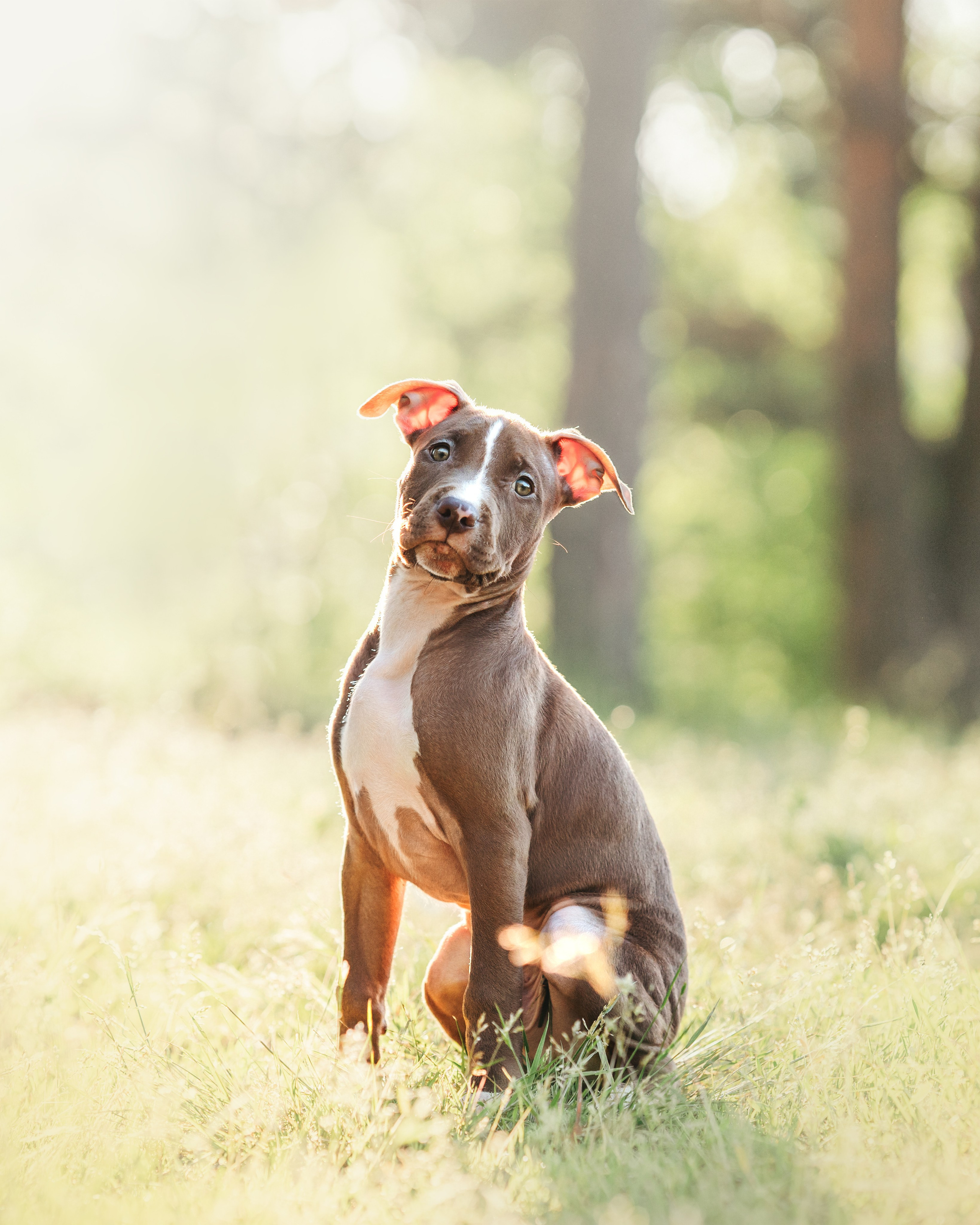 АПБТ. Фотограф анималист Осипчикова Мария