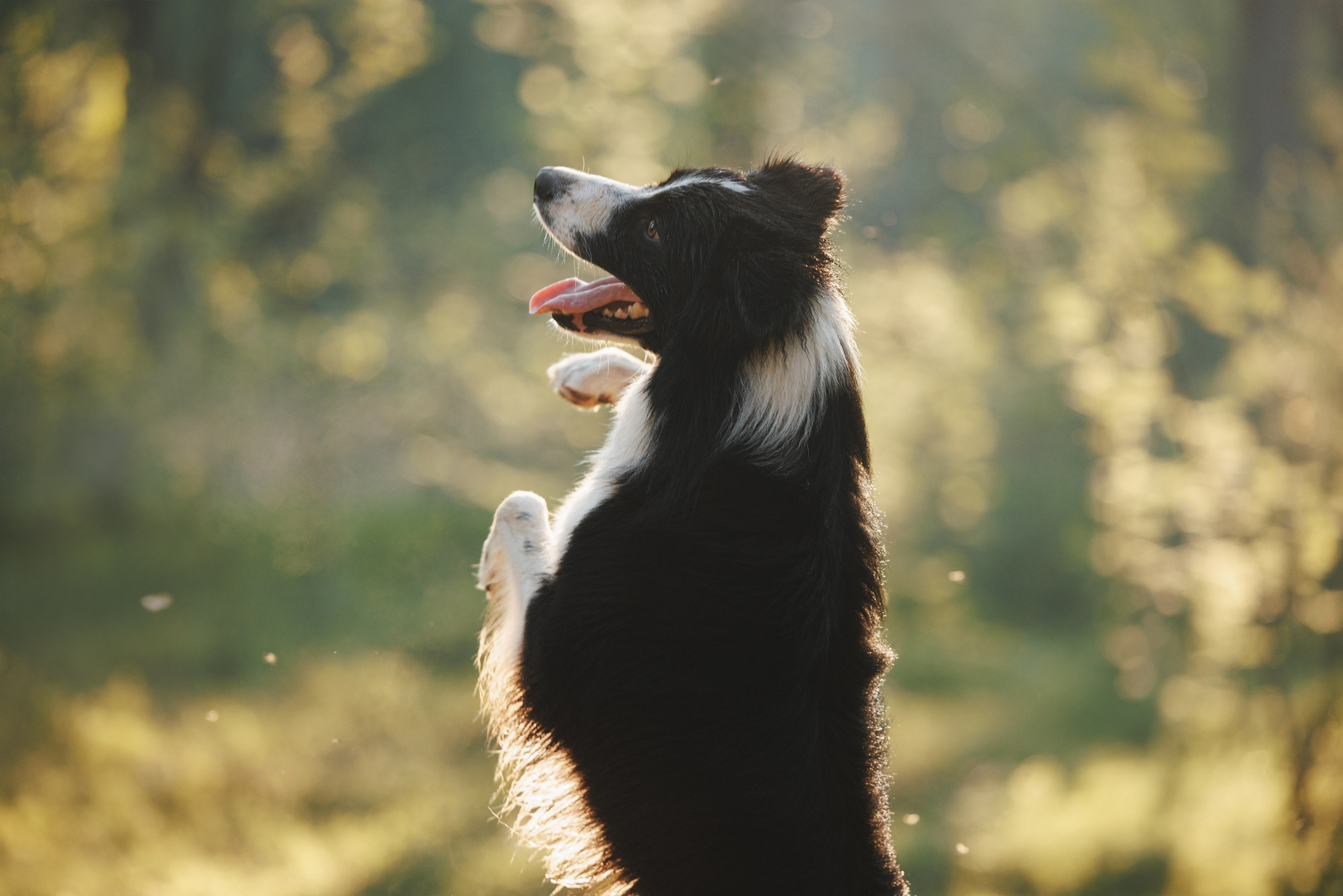 Токи, Янки, Лось, Мако и Рин. Фотограф анималист Осипчикова Мария