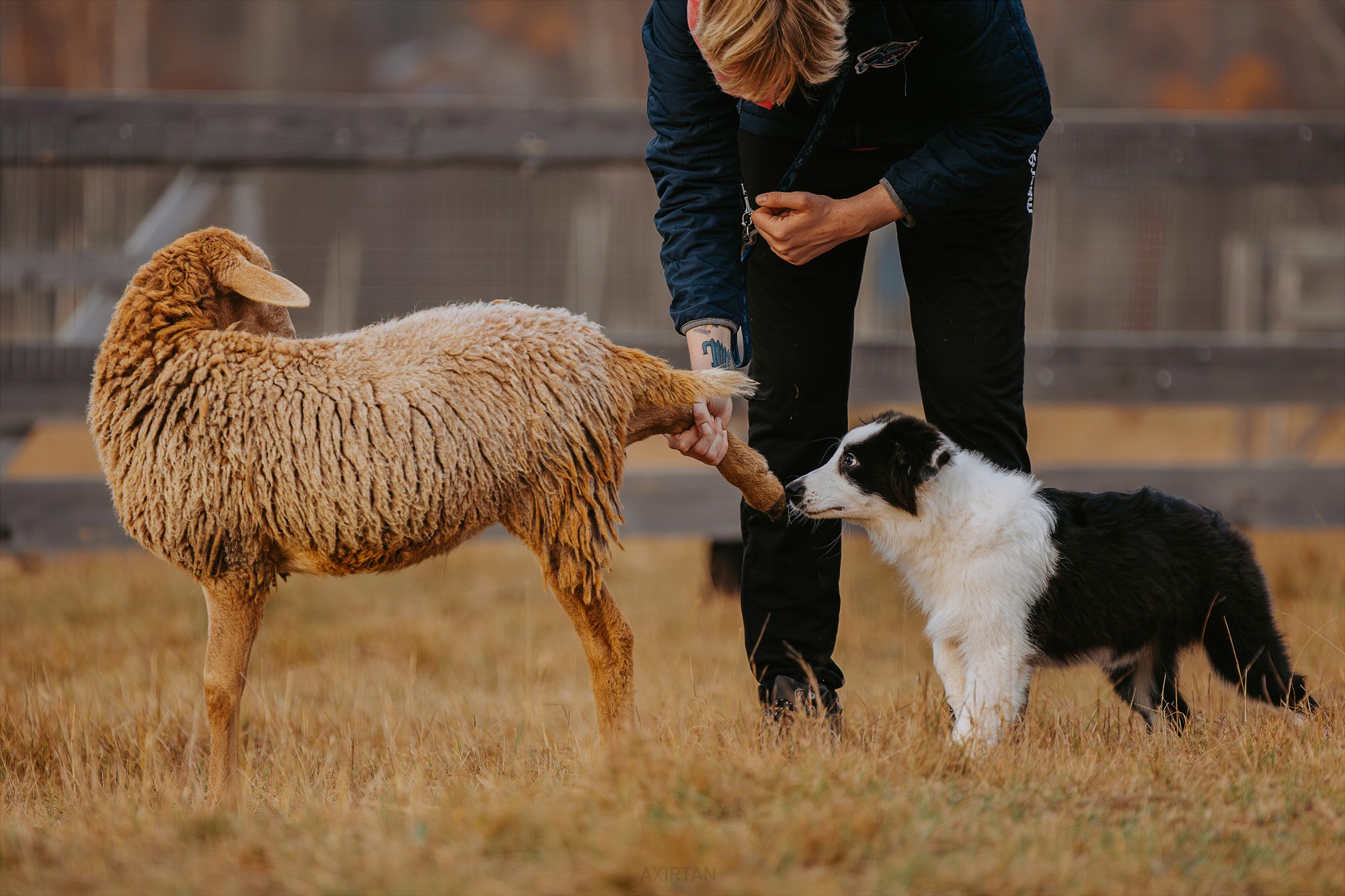 Карныш. BLGKV питомник собак