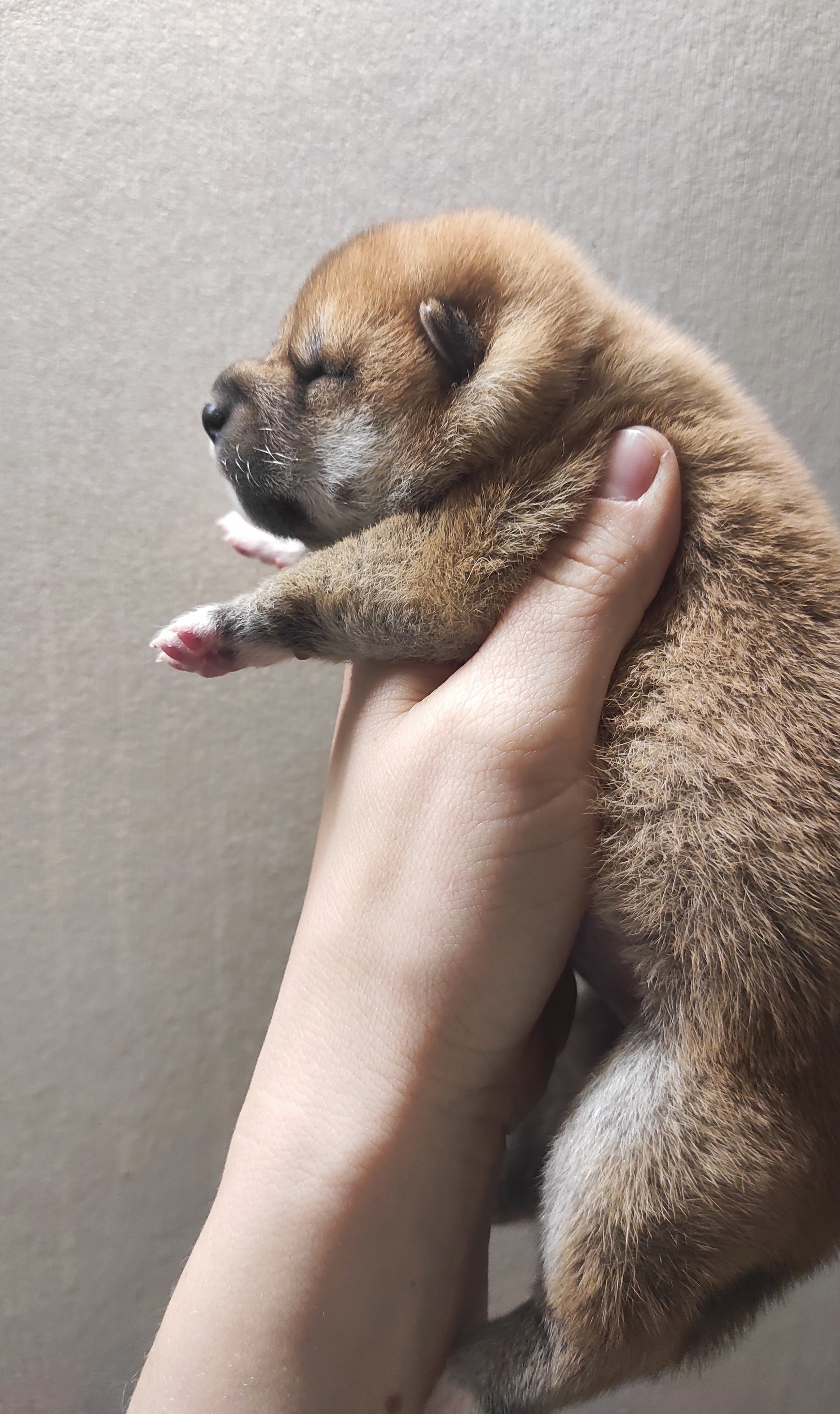 сиба питомник Рубилайт щенки на продажу rubylight  сиба щенки купить СПб Санкт-Петербург 