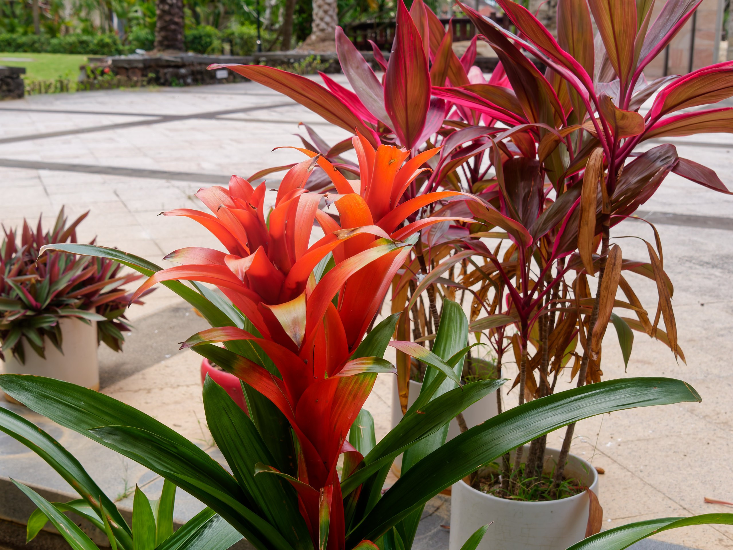 Хайнань 2026, флора, цветы и деревья. Фотопрогулки по Миру