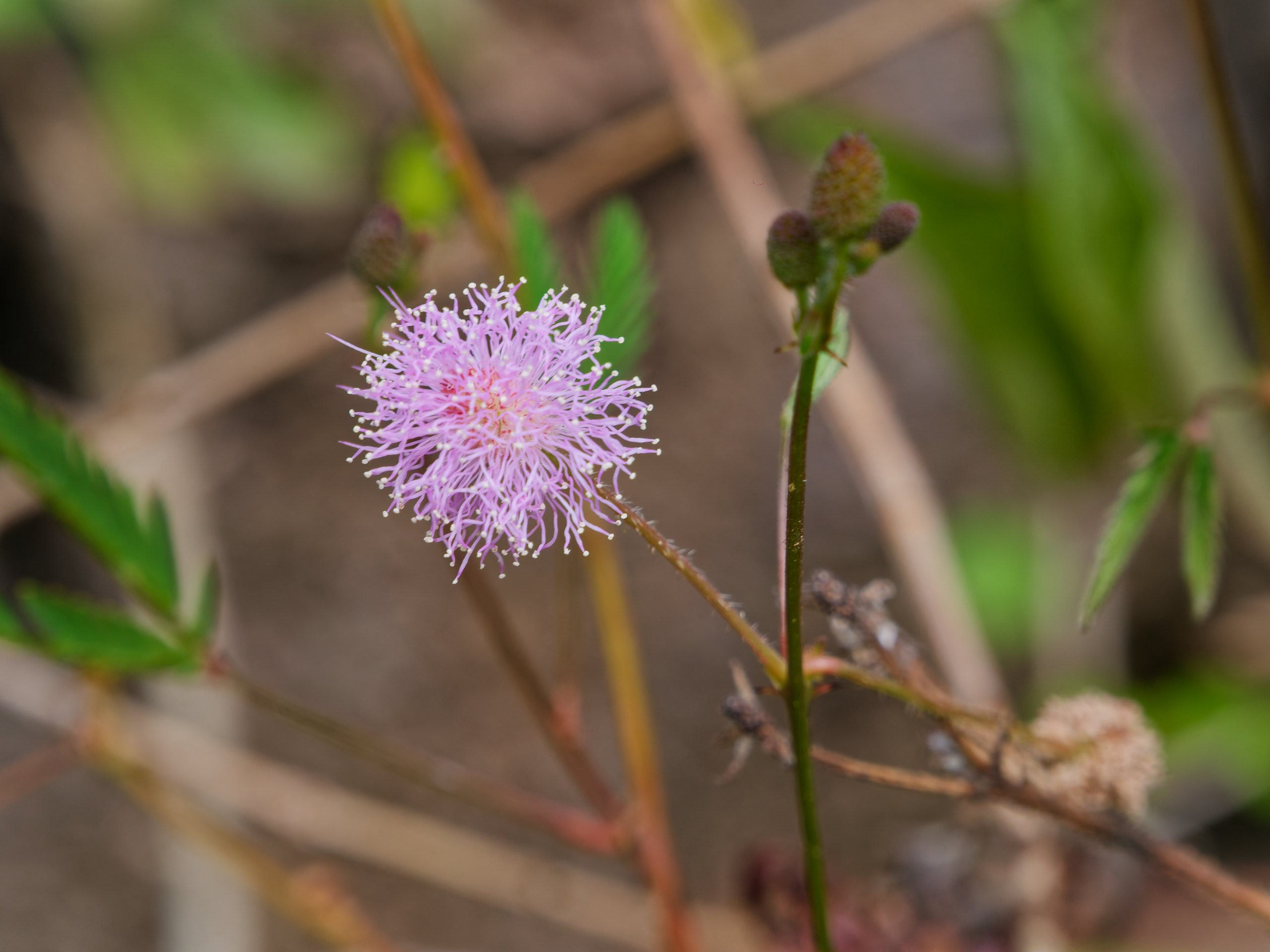 Хайнань 2026, флора, цветы и деревья. Фотопрогулки по Миру