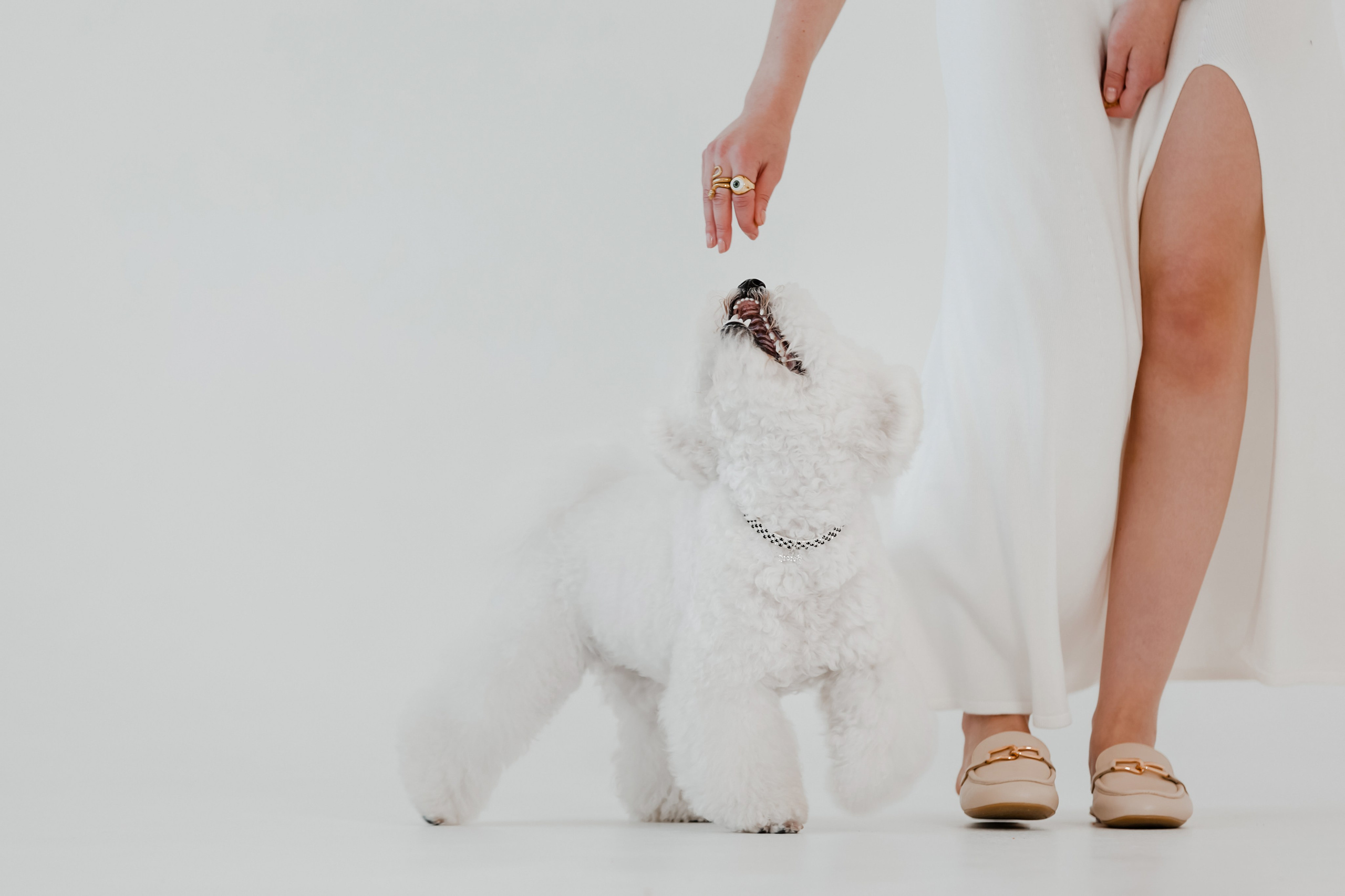 Бишон-фризе. Фотограф-анималист в Краснодаре Маша Мельникова