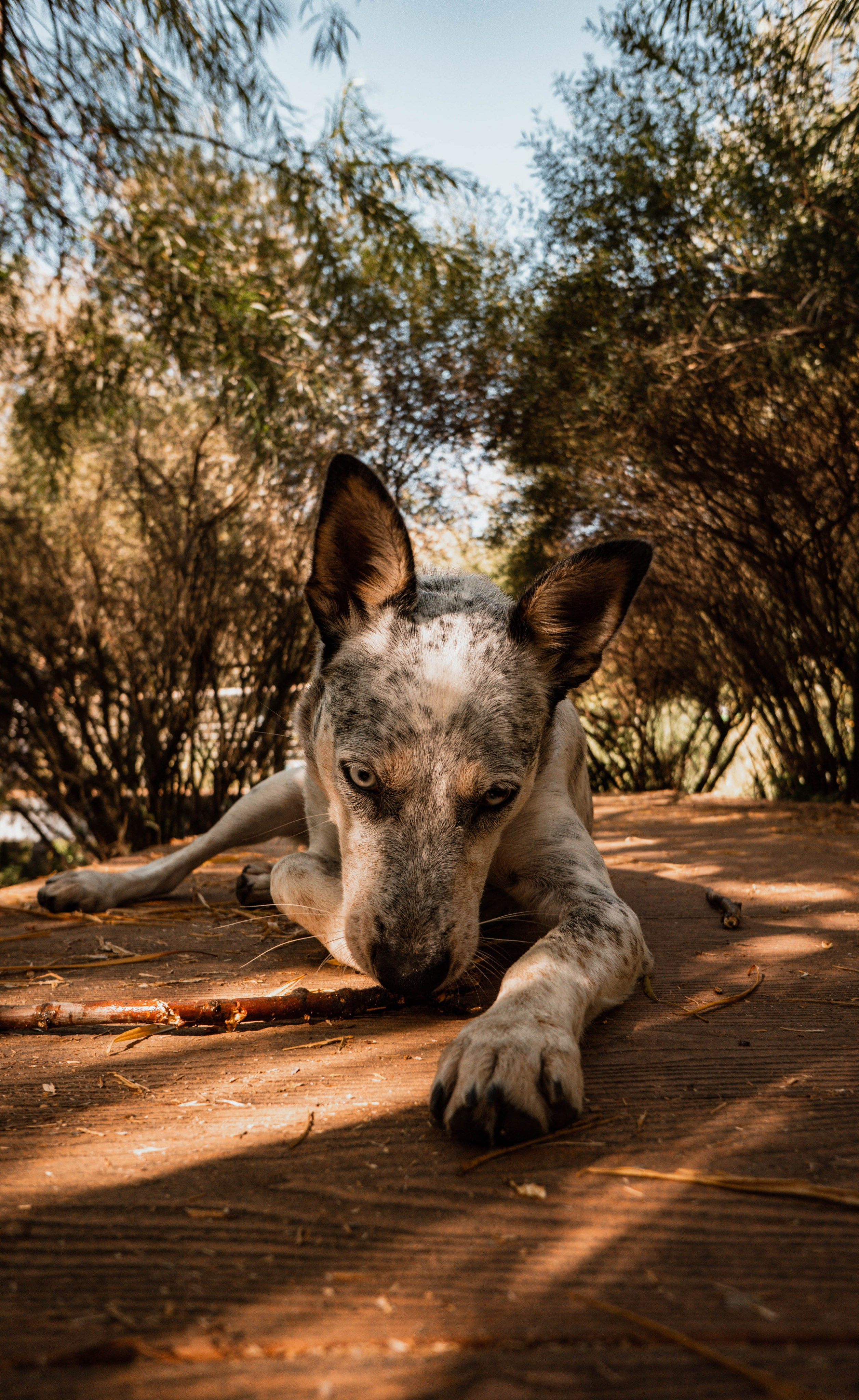 Цунами. Профессиональный фотограф