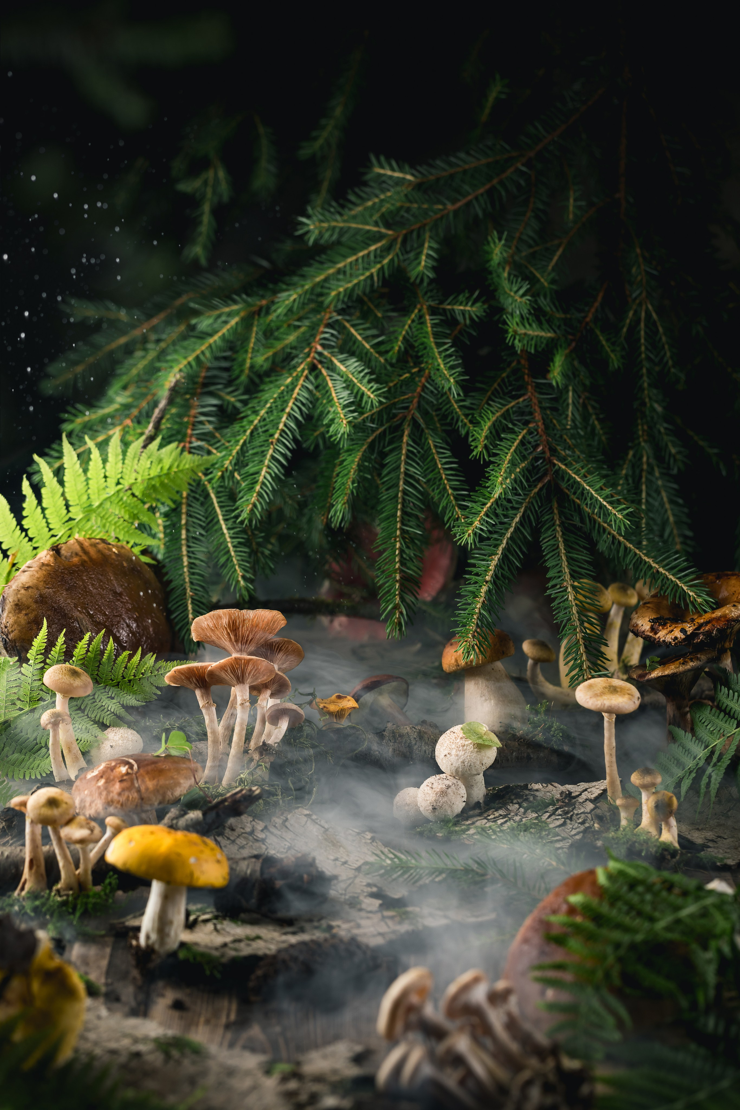 Mushrooms stories. Foodie Stories (гастрономические истории) рекламная фуд-фотосъёмка, Москва