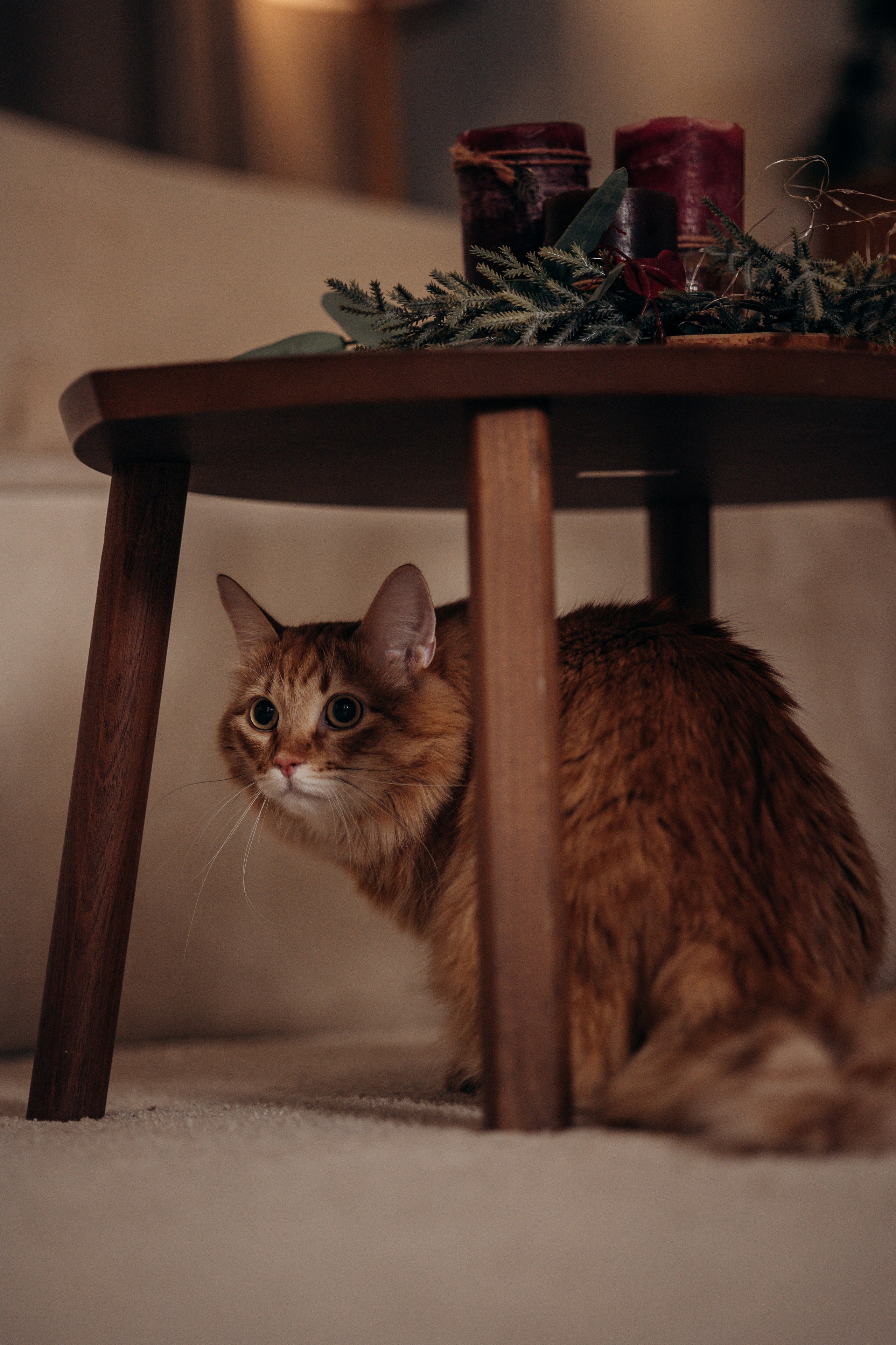 Эля и Франц. Фотограф — Анималист | Санкт-Петербург