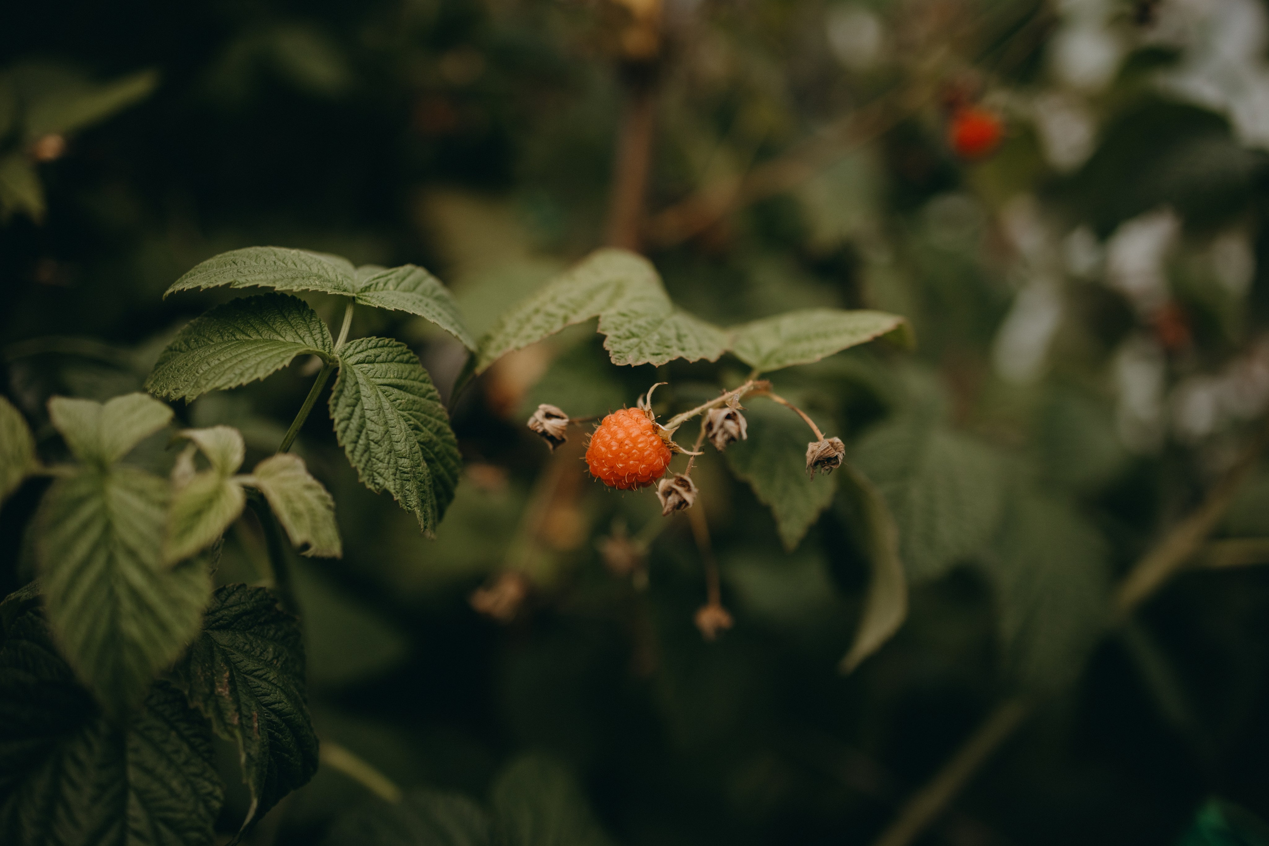 Дом у реки. Фотограф — Анималист | Санкт-Петербург