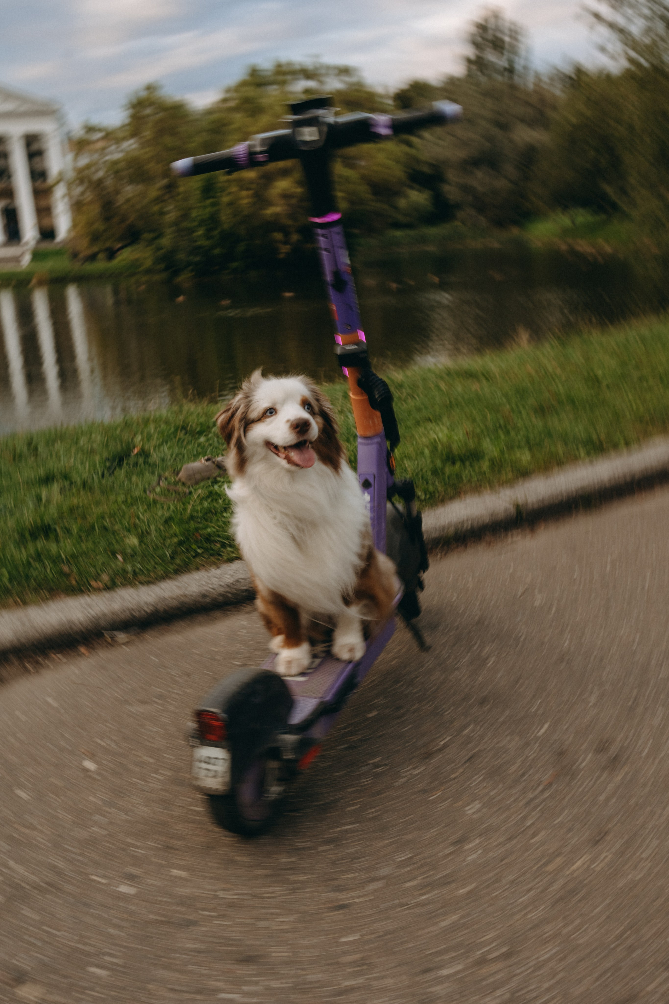 Маша и Эклер. Фотограф — Анималист | Санкт-Петербург