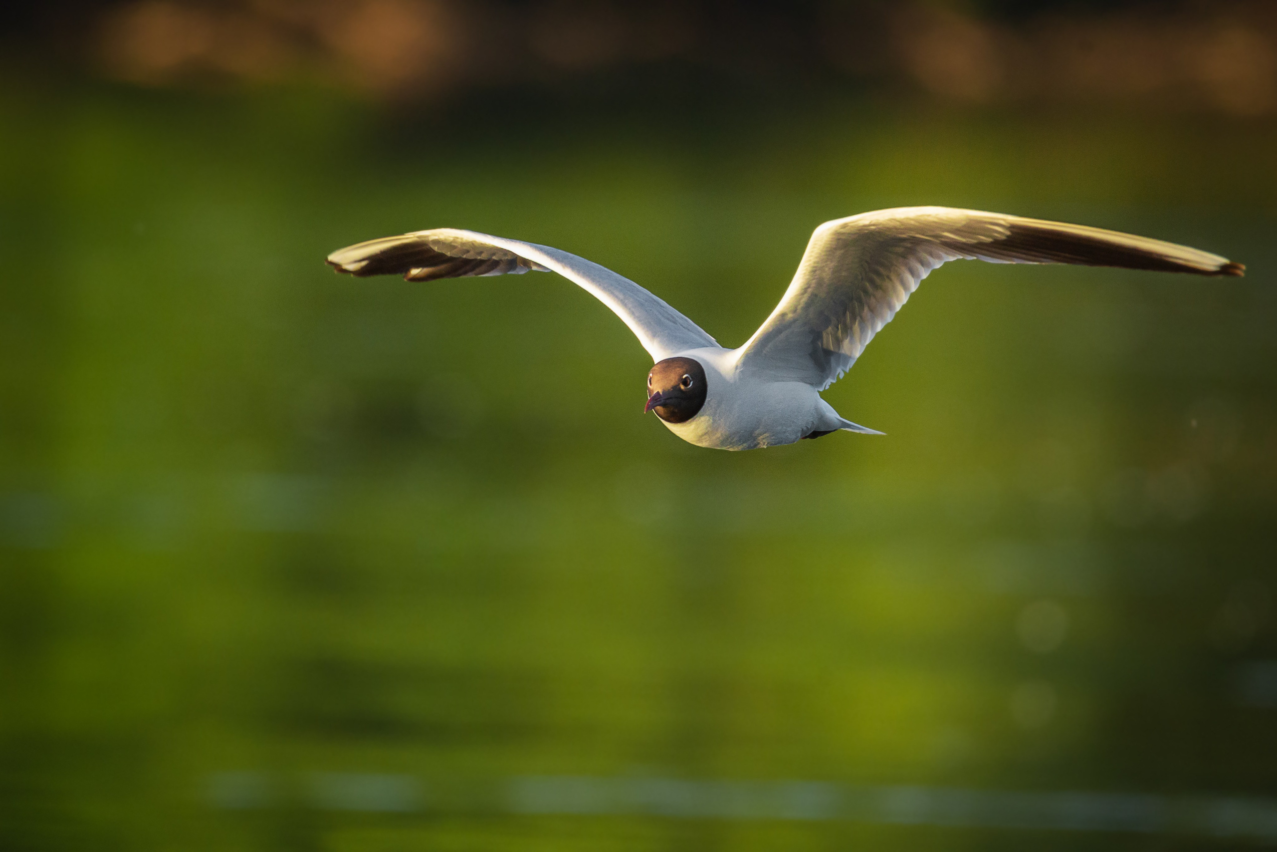 Птицы. Спортивный фотограф в Уфе Евгений Буров