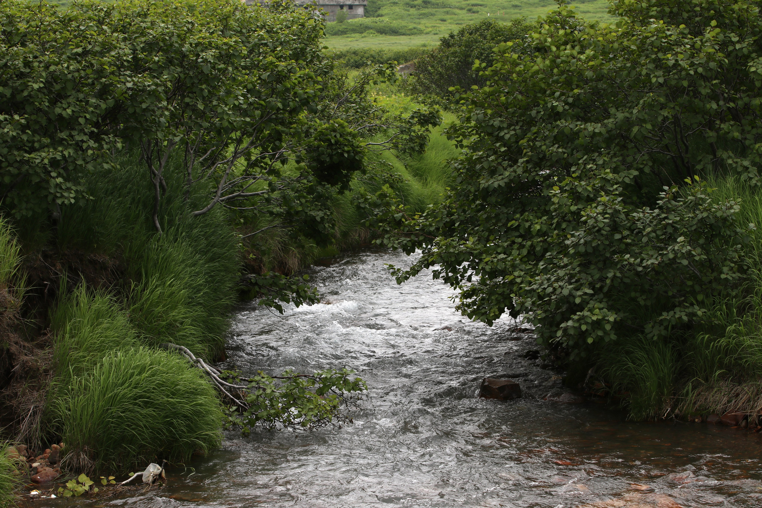Камчатка и о. Парамушир. Июль 2024. Путешественник-фотограф из Санкт-Петербурга Татьяна Свистулина