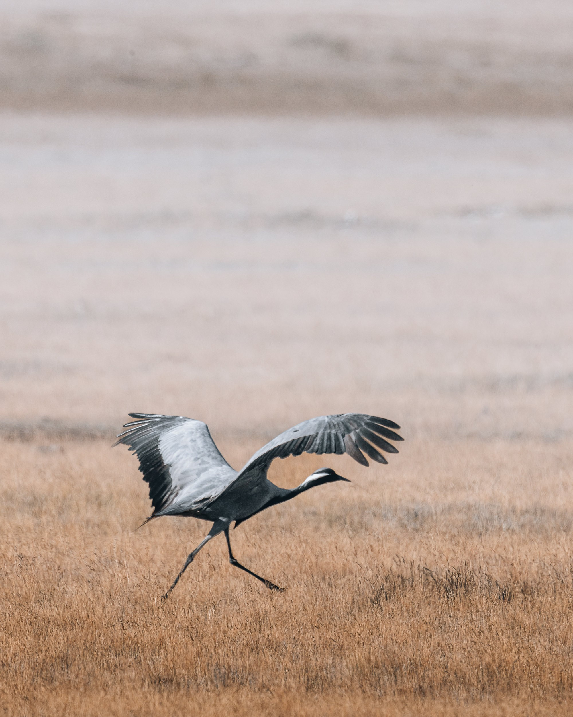 Дикая природа • Wildlife. Елена Ивановой • Профессиональный фотограф