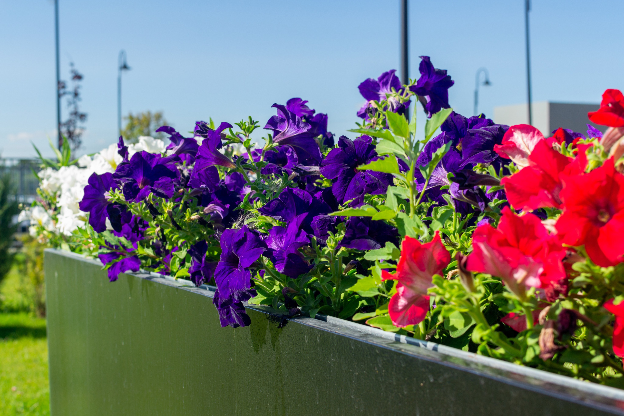 Тульская областная онкологическая больница (лето-цветы, NIKON D3100 35 мм F1,8)). Фотограф в Туле Крупский АнДРей. Фотостудия «КАДР71» в Туле