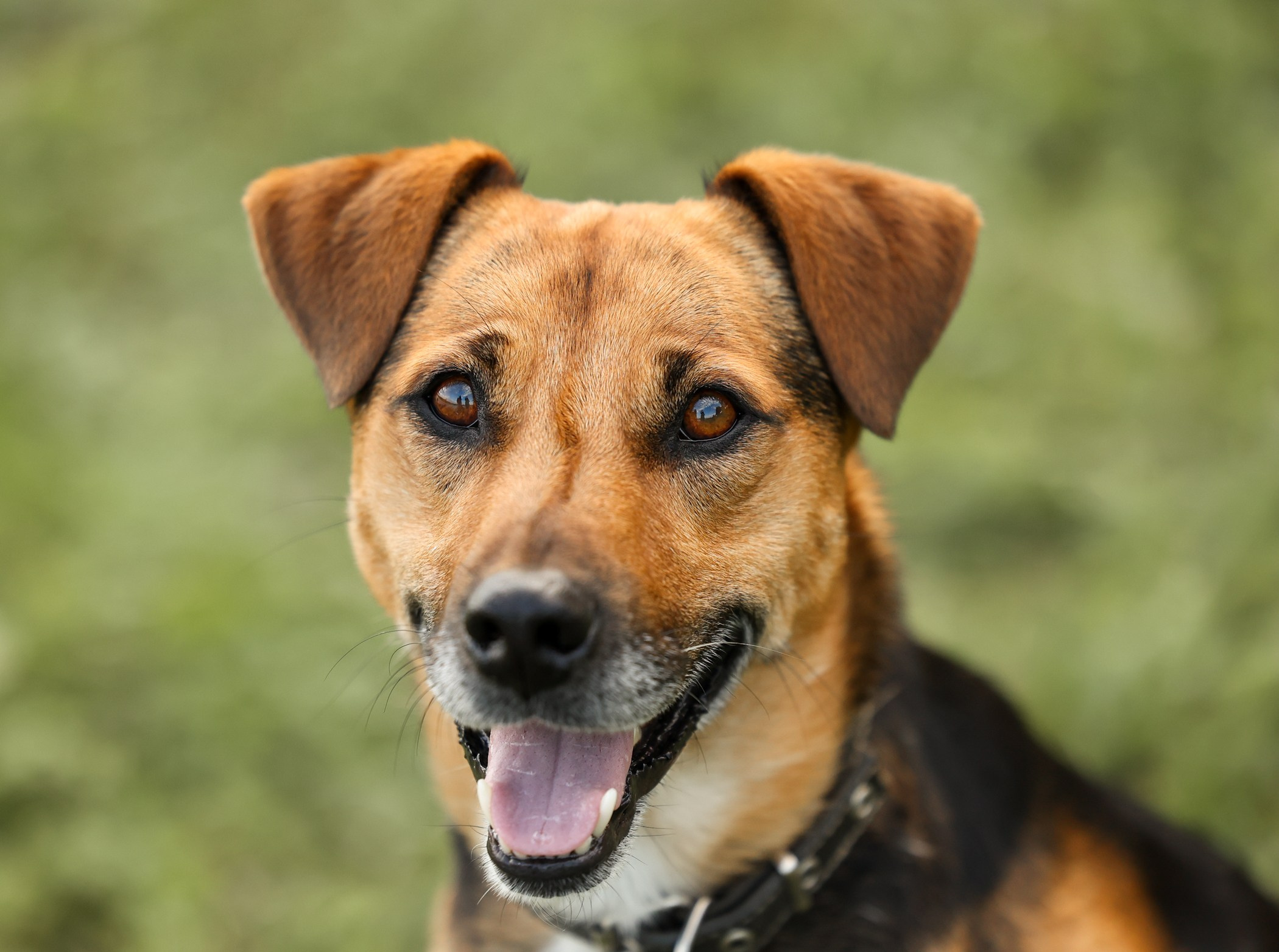 Прогулка на природе. Фотограф-анималист Полина Колкова | Москва