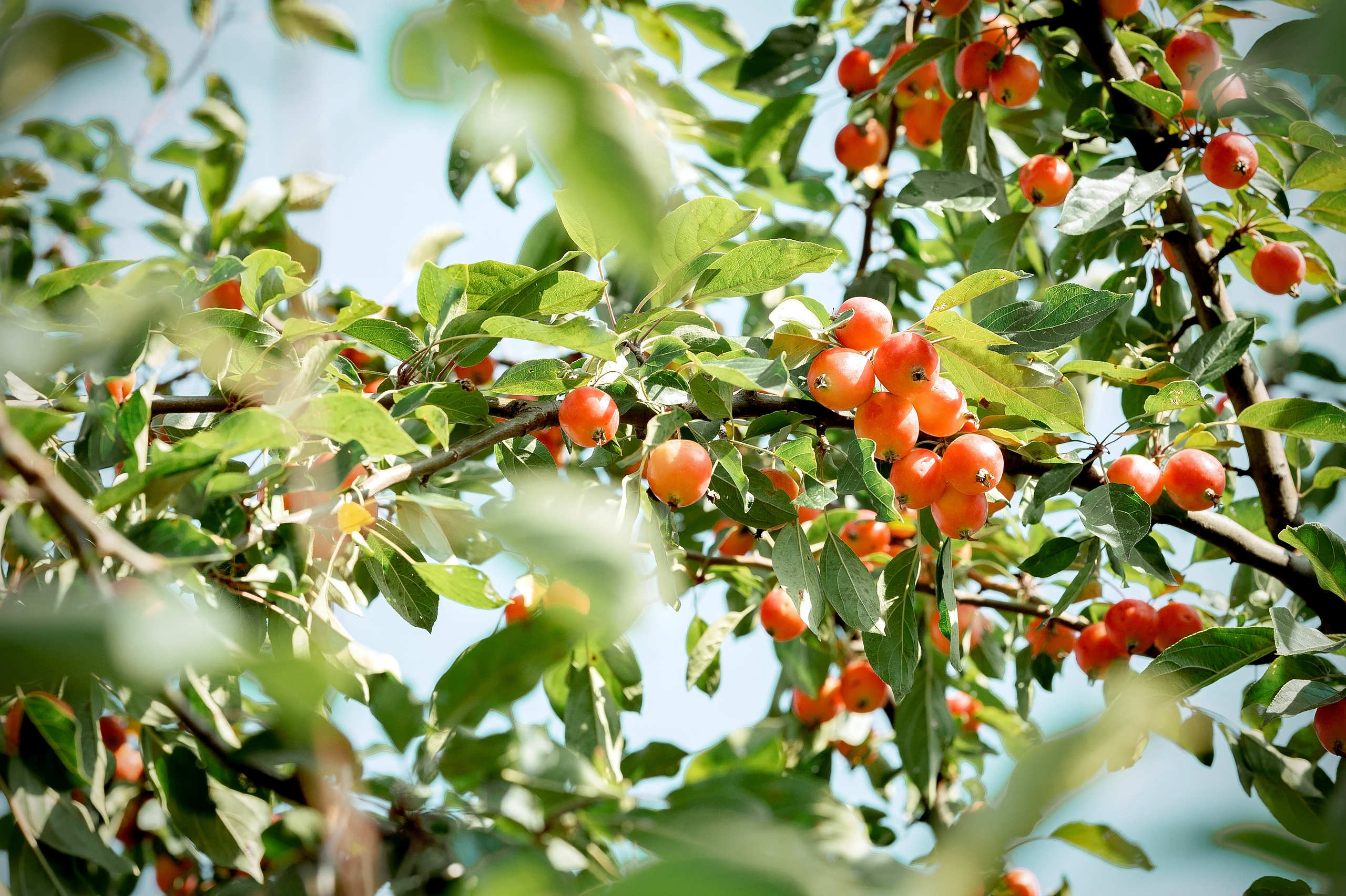 Свадебная фотопрогулка в Коломенском летом. Свадебный и семейный фотограф Виктория Носачёва. Щелково, Москва и МО