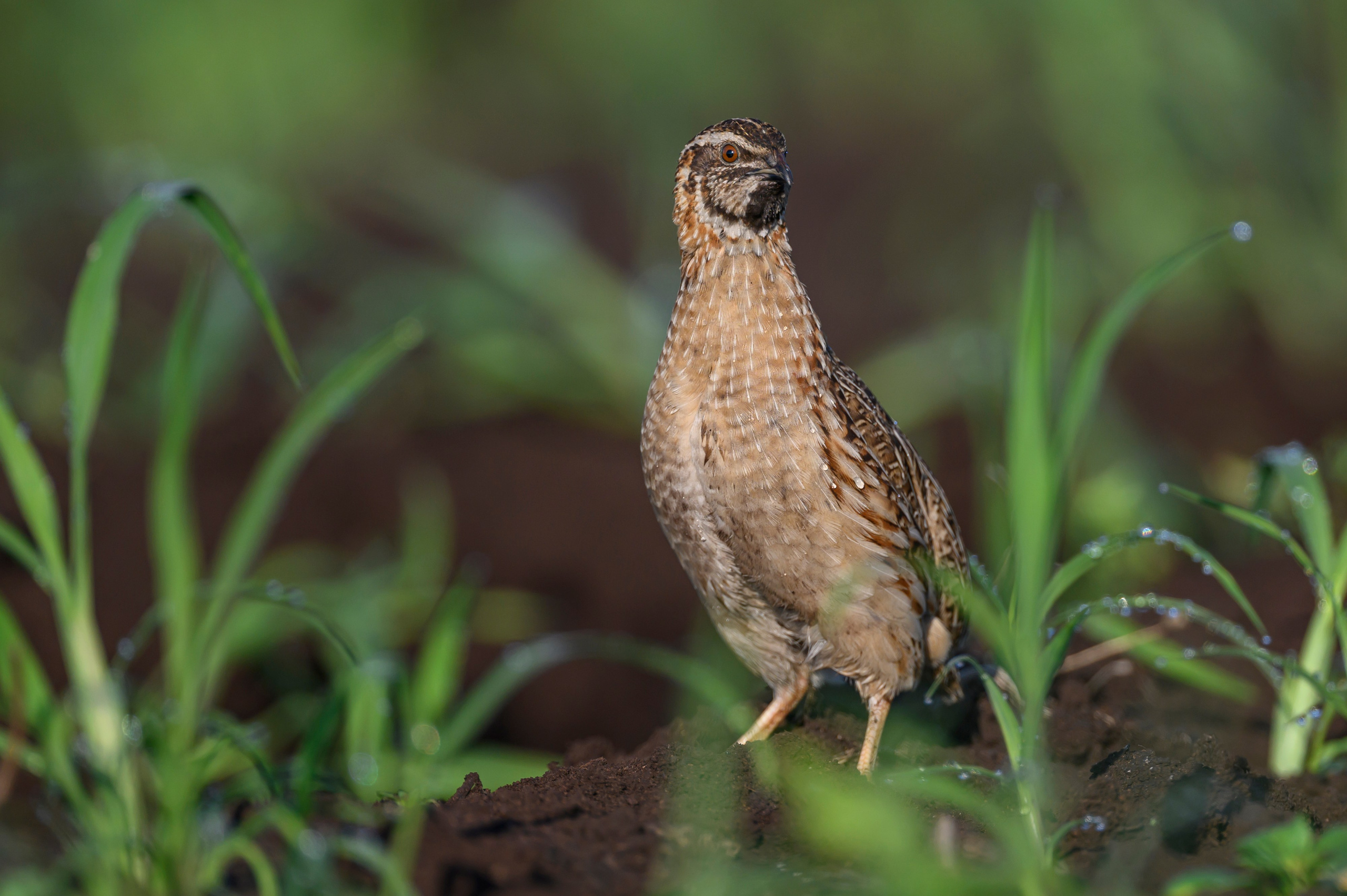 Перепела XII, роса. Фотограф Сергей Пупонин