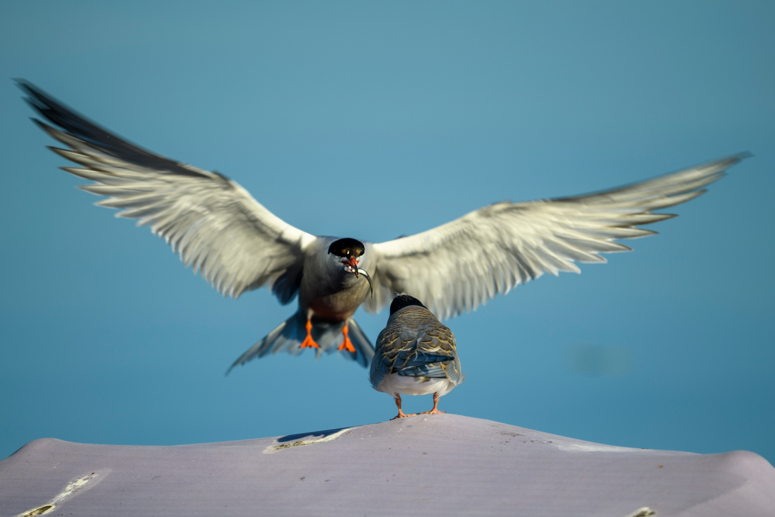 Переславль-Залесский. Wildlife photography by Sergey Puponin