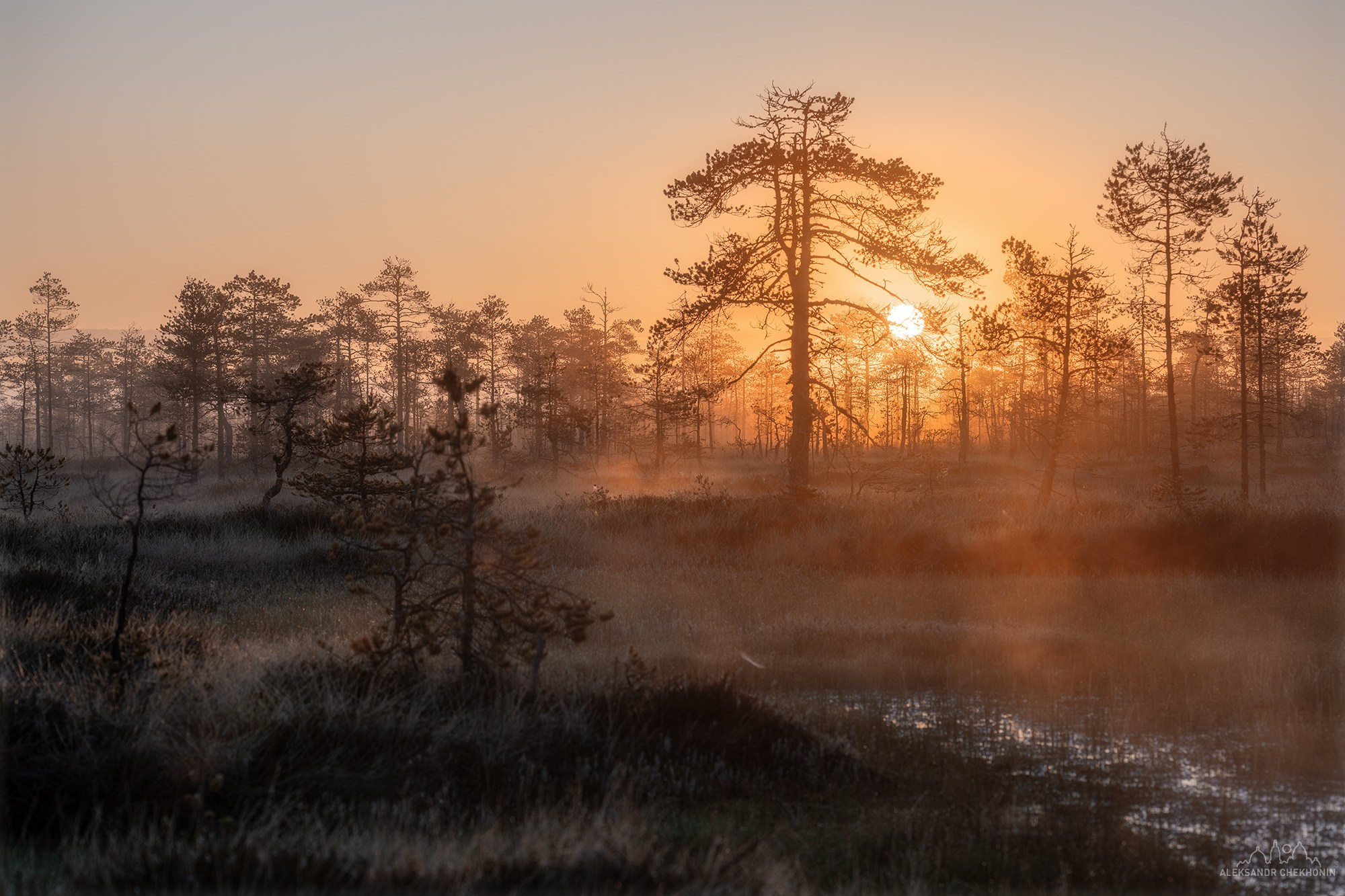 Рассвет на болоте. Пейзажный фотограф Александр Чехонин