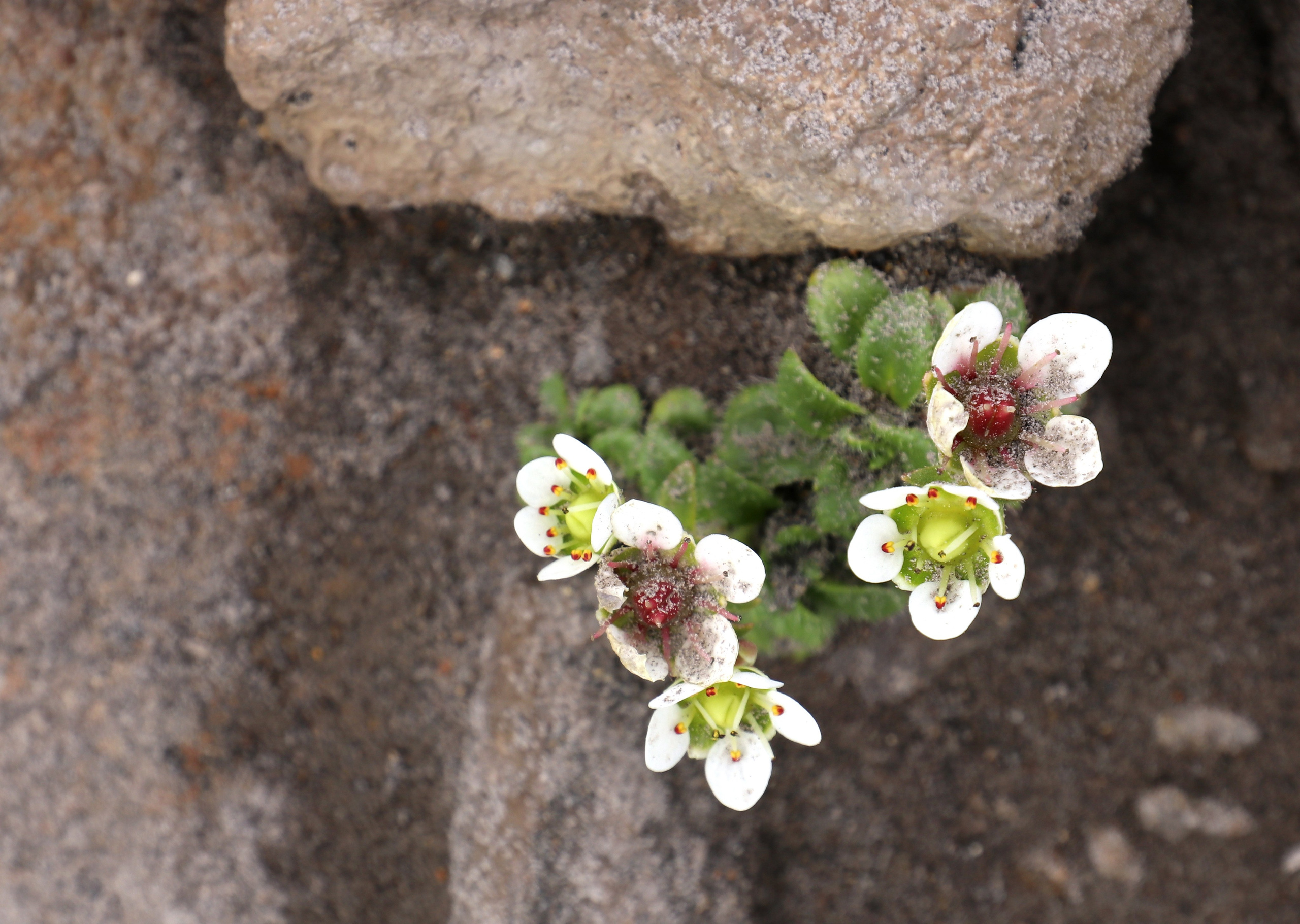 Камчатка и о. Парамушир. Июль 2024. Путешественник-фотограф из Санкт-Петербурга Татьяна Свистулина
