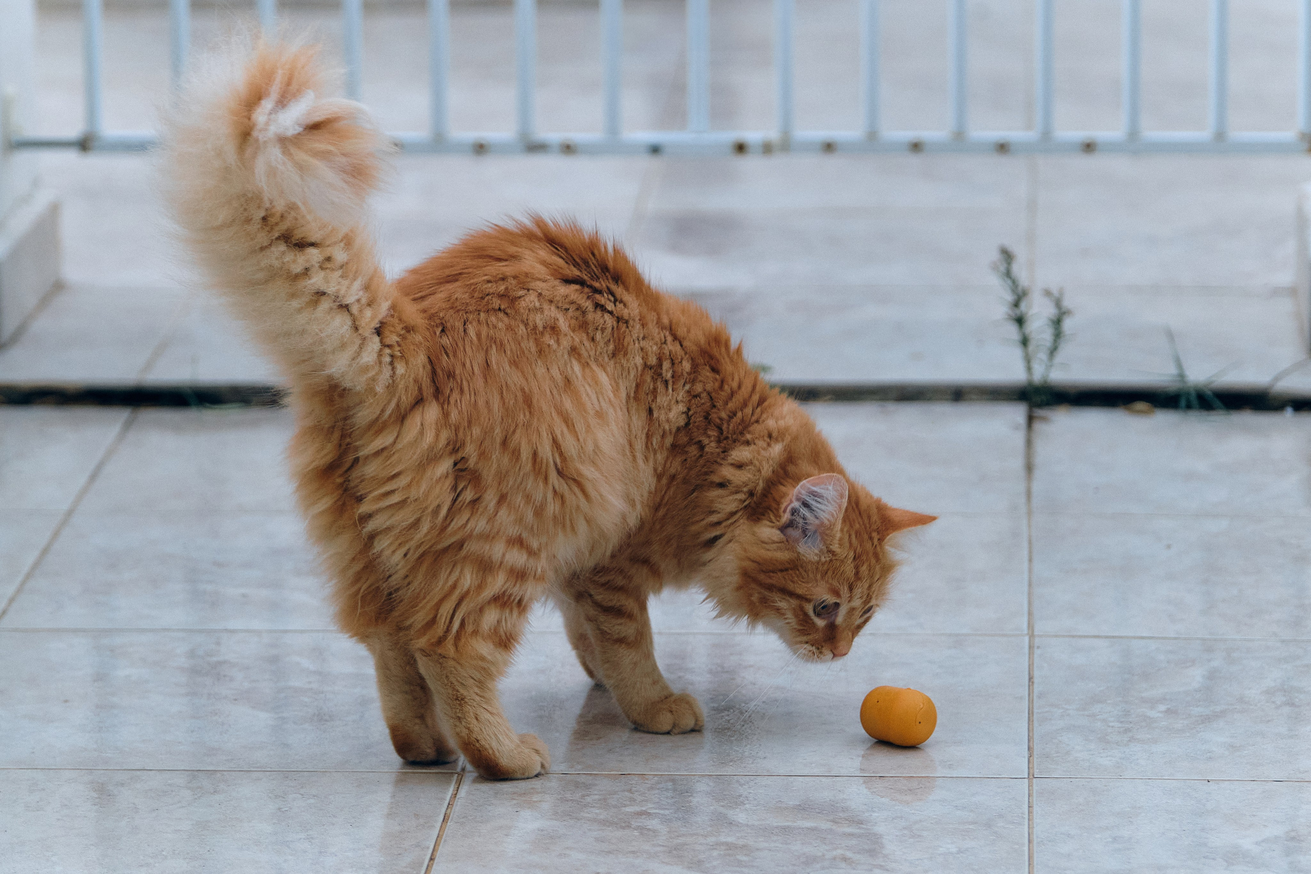 Cyprus > 2023 / kat. Aleksandr Kobtsev