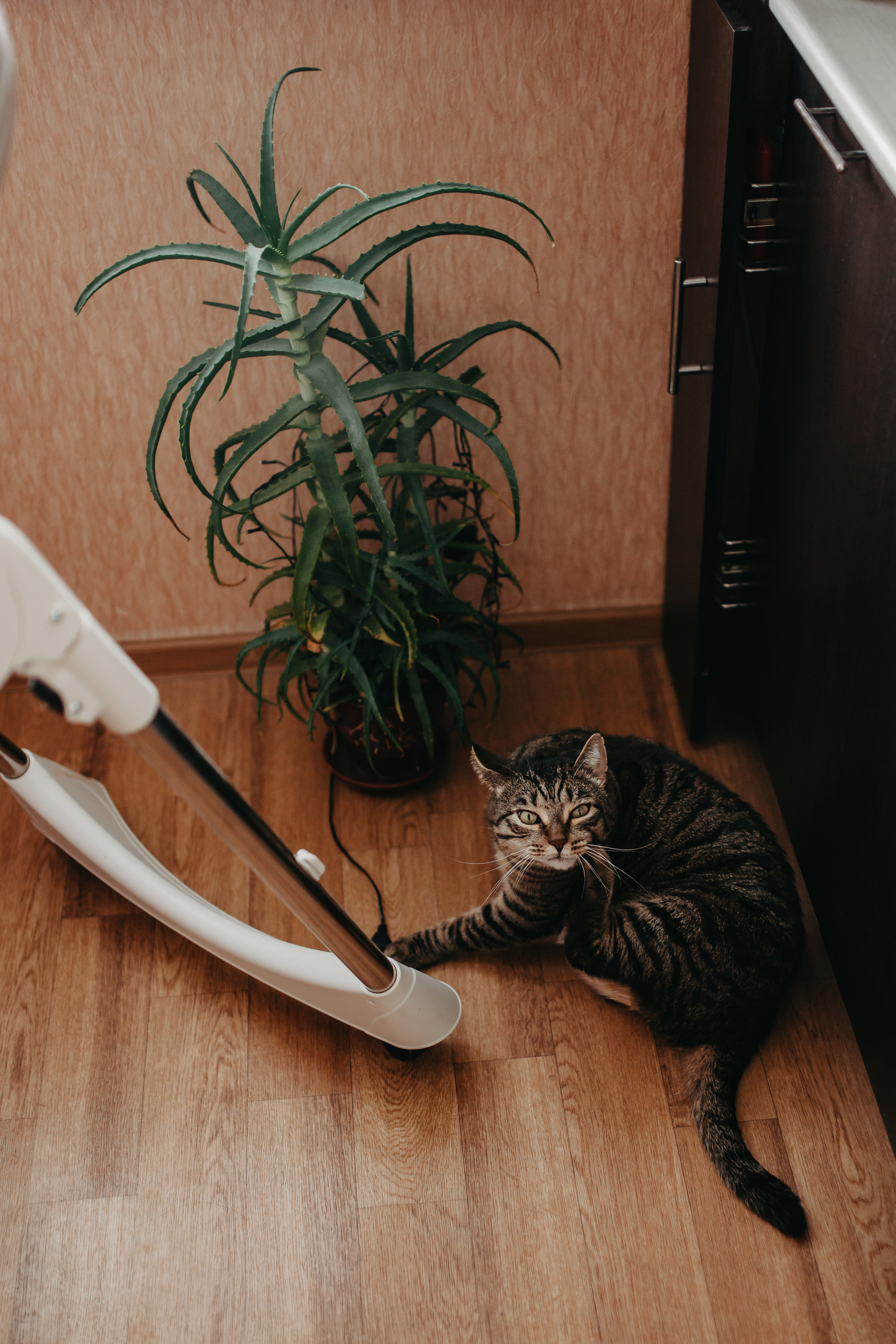 Домашняя съёмка в Тюмени. Фотограф Шелудкова Яна, город Тюмень