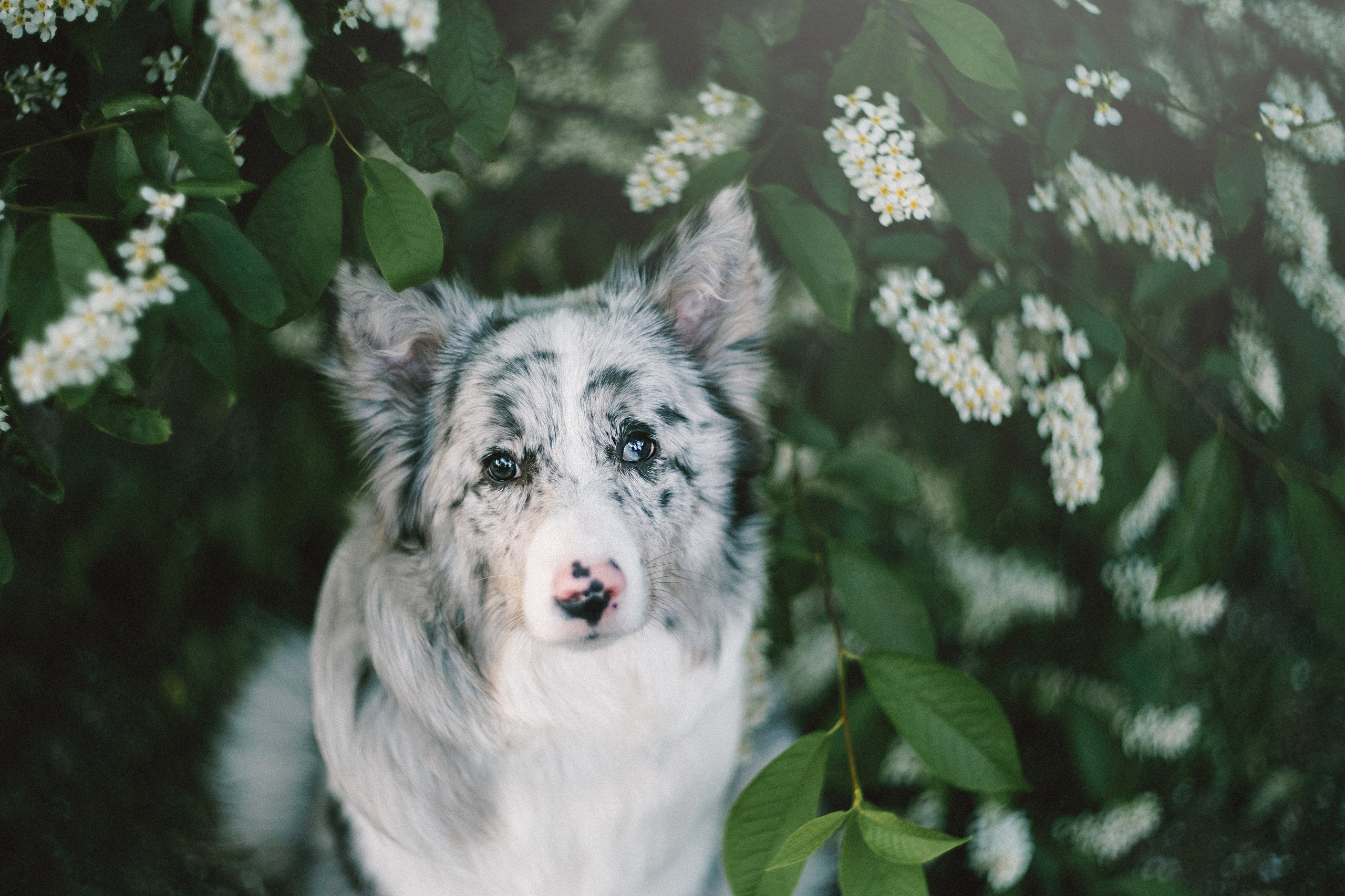 Света, Катрин и Умка. Фотограф анималист в Москве и Санкт-Петербурге Свиридова Анна