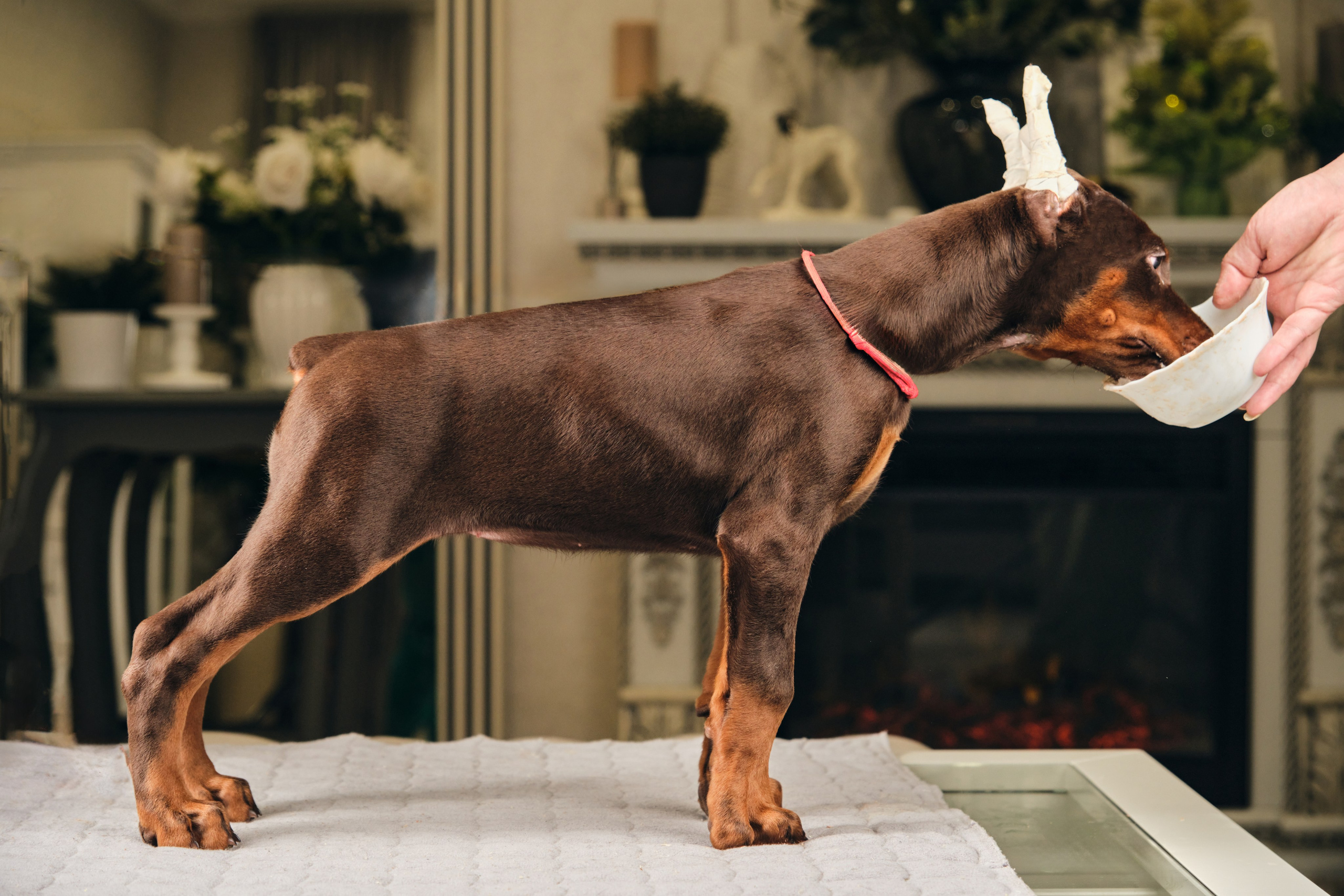 Фотограф животных в Москве и московской области. Профессиональный фотограф в Москве — Максим Дьяконов