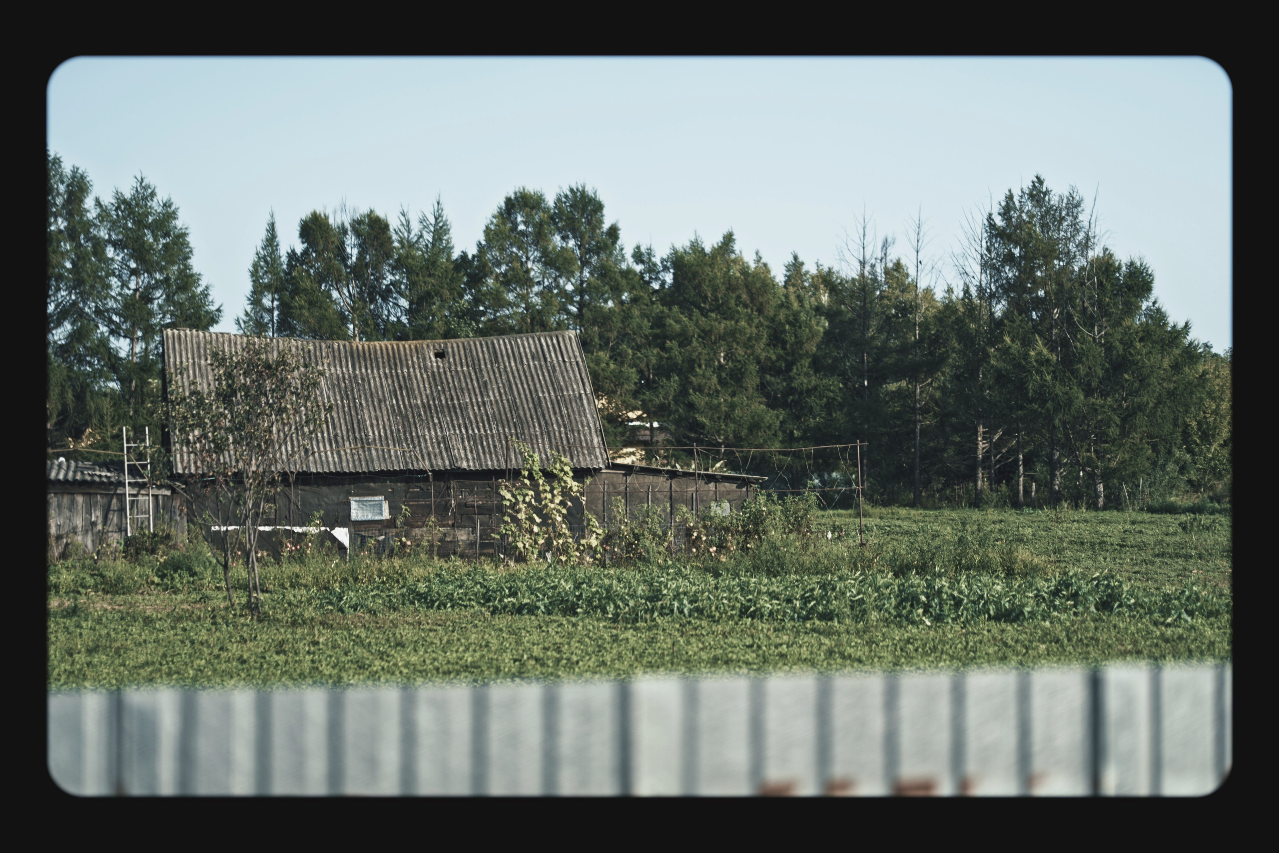 ПРИРОДА. OSTERMAN — винтажно-ностальгическая фотография | Хабаровск