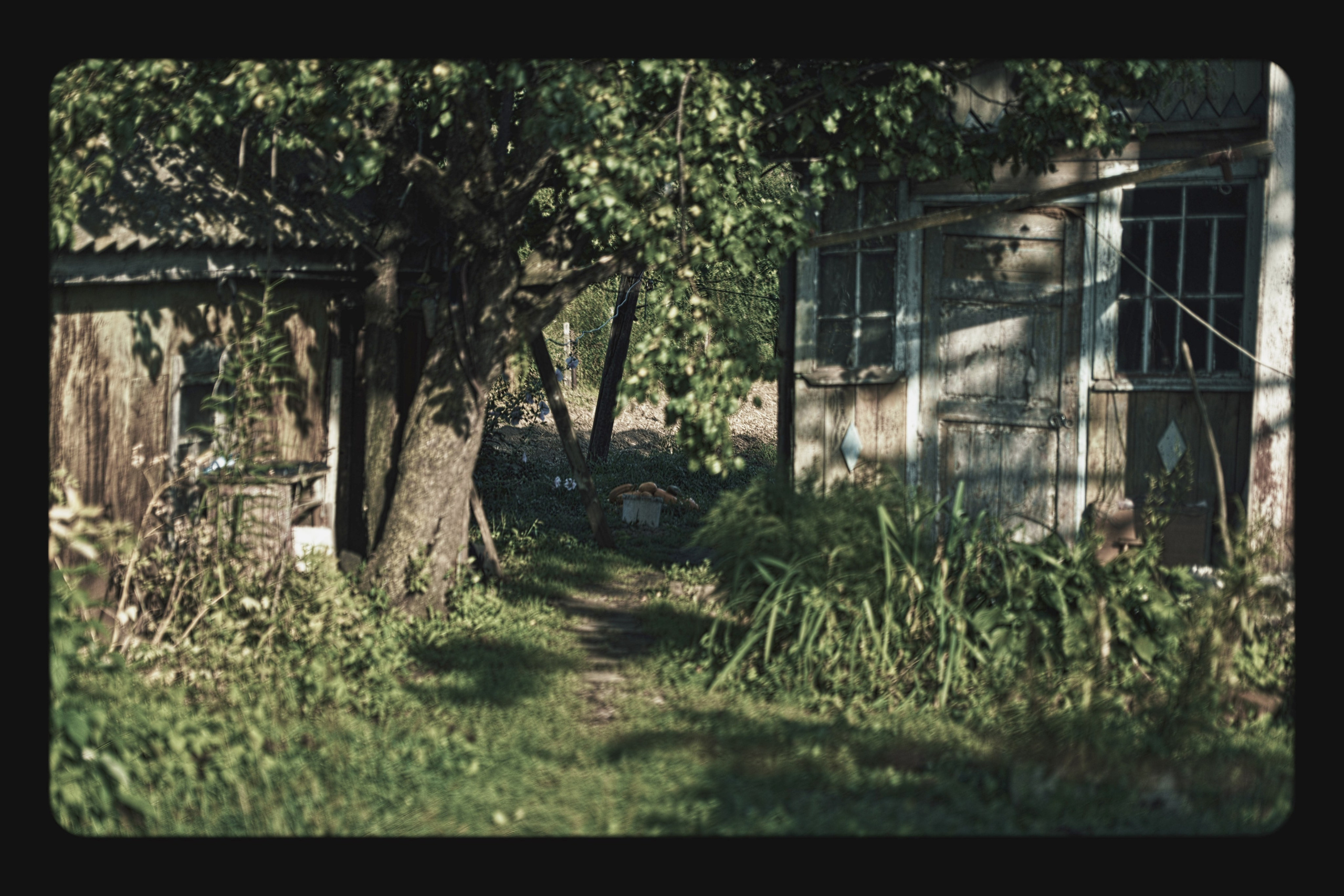 ПРИРОДА. OSTERMAN — винтажно-ностальгическая фотография | Хабаровск
